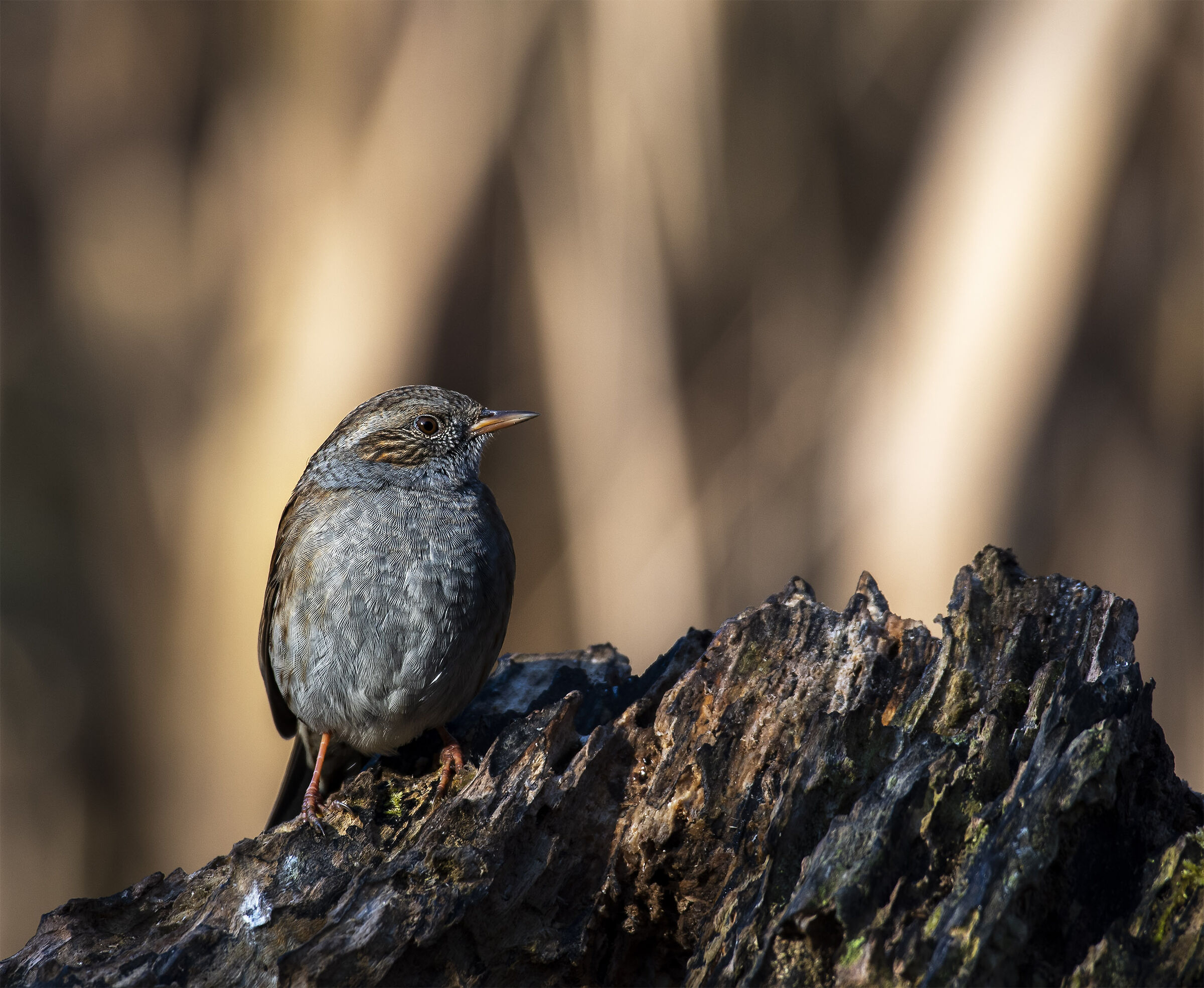 Dunnock.