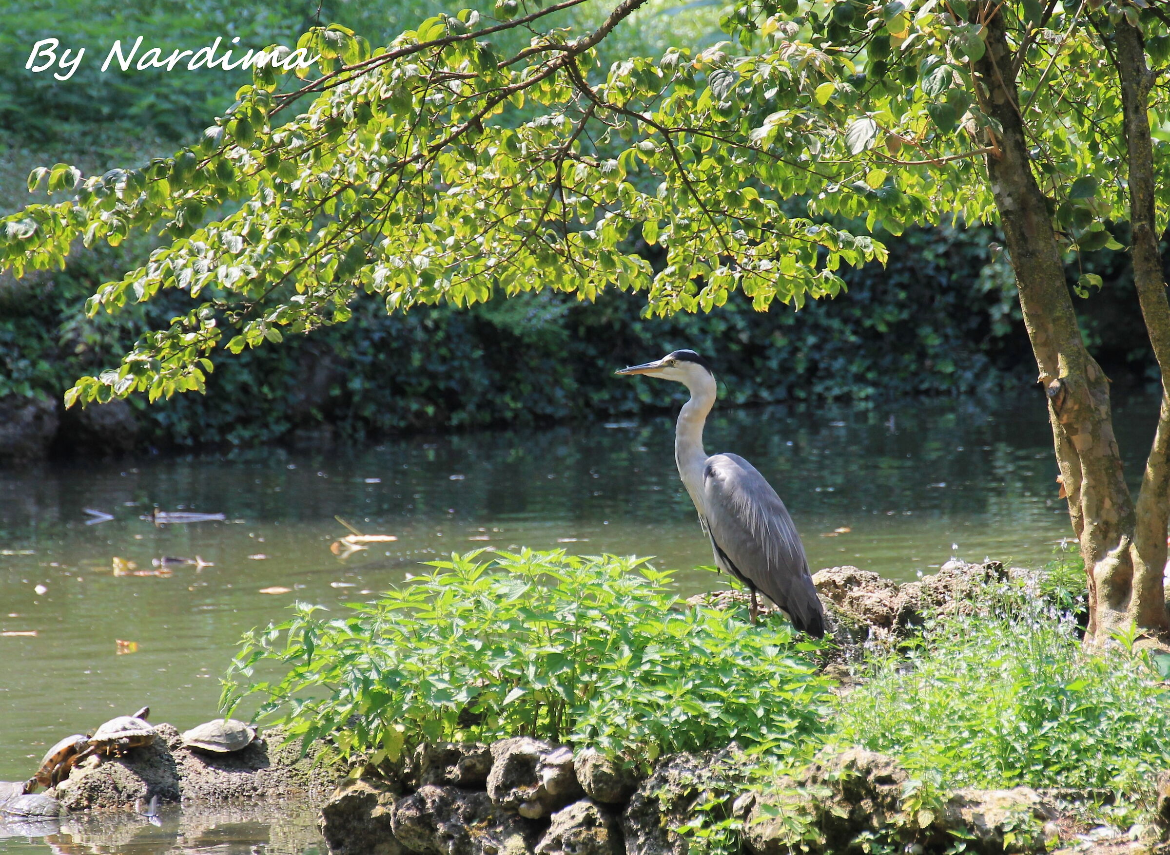 Visit to swans