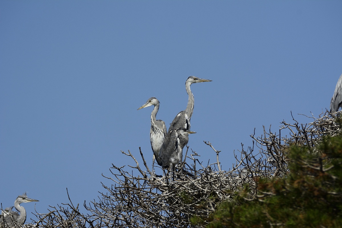Grey Heron