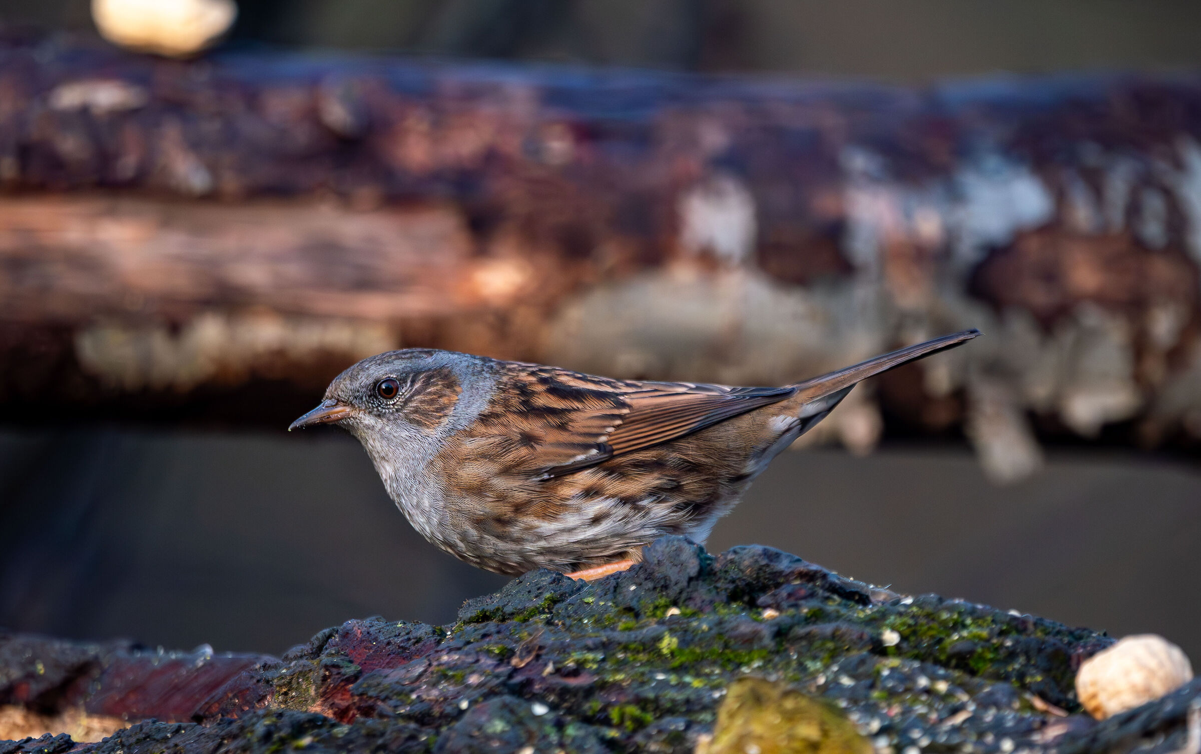 Dunnock