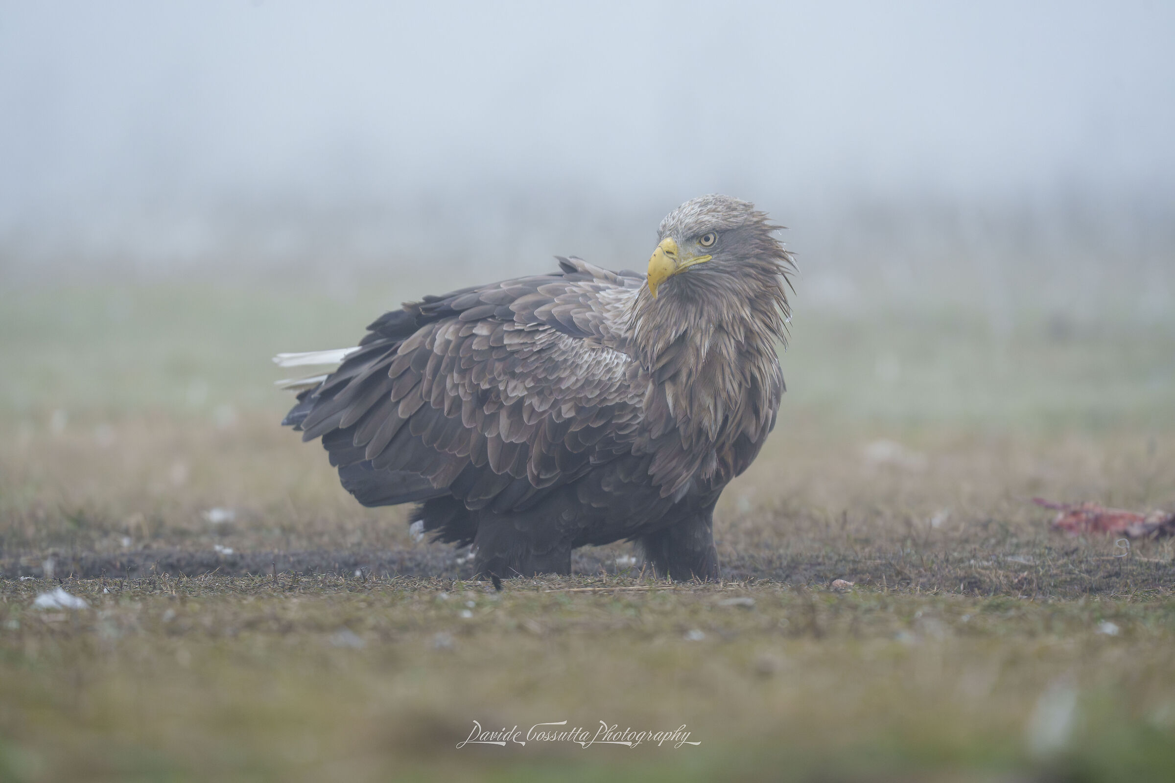 Aquila di mare adulta