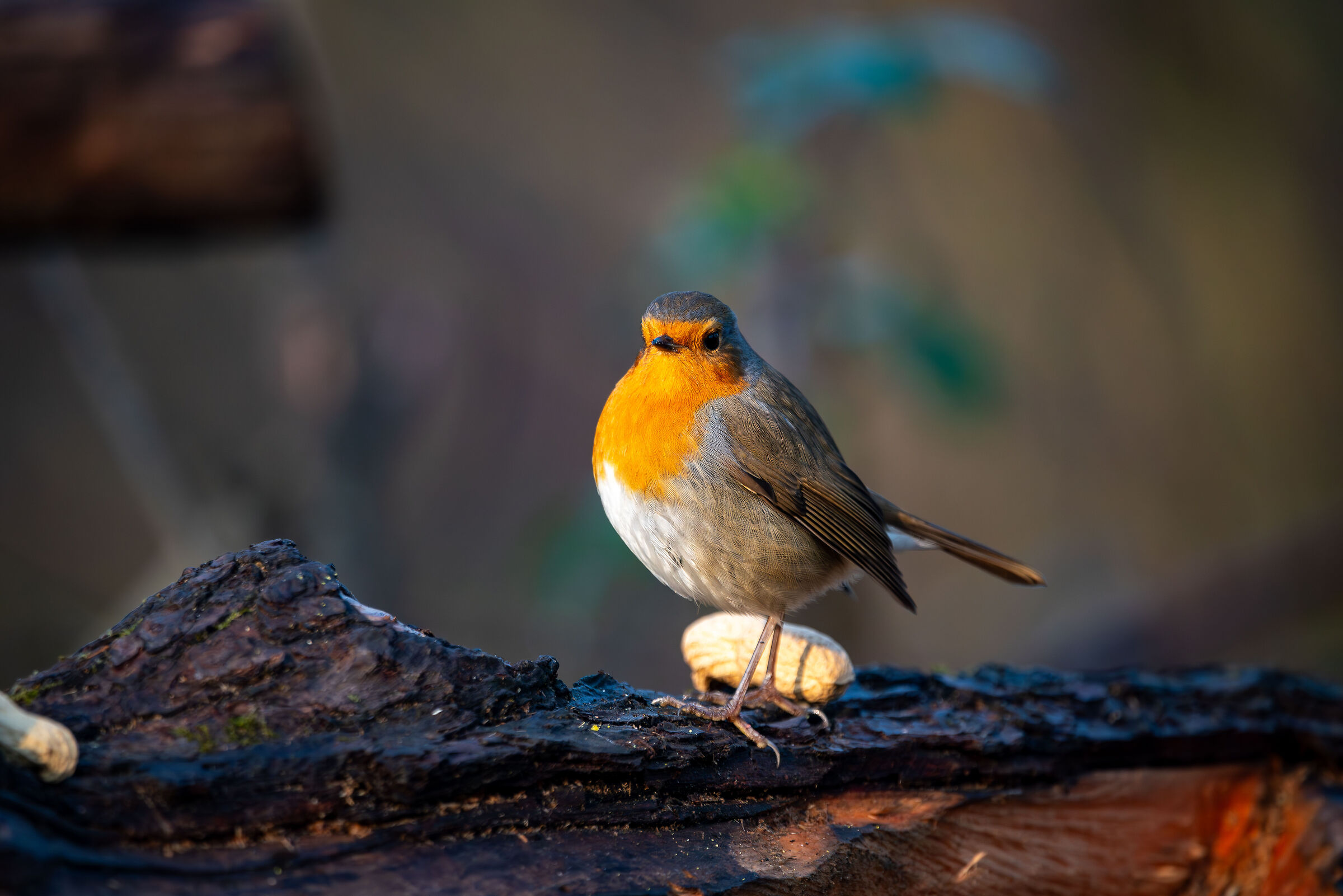 King Robin