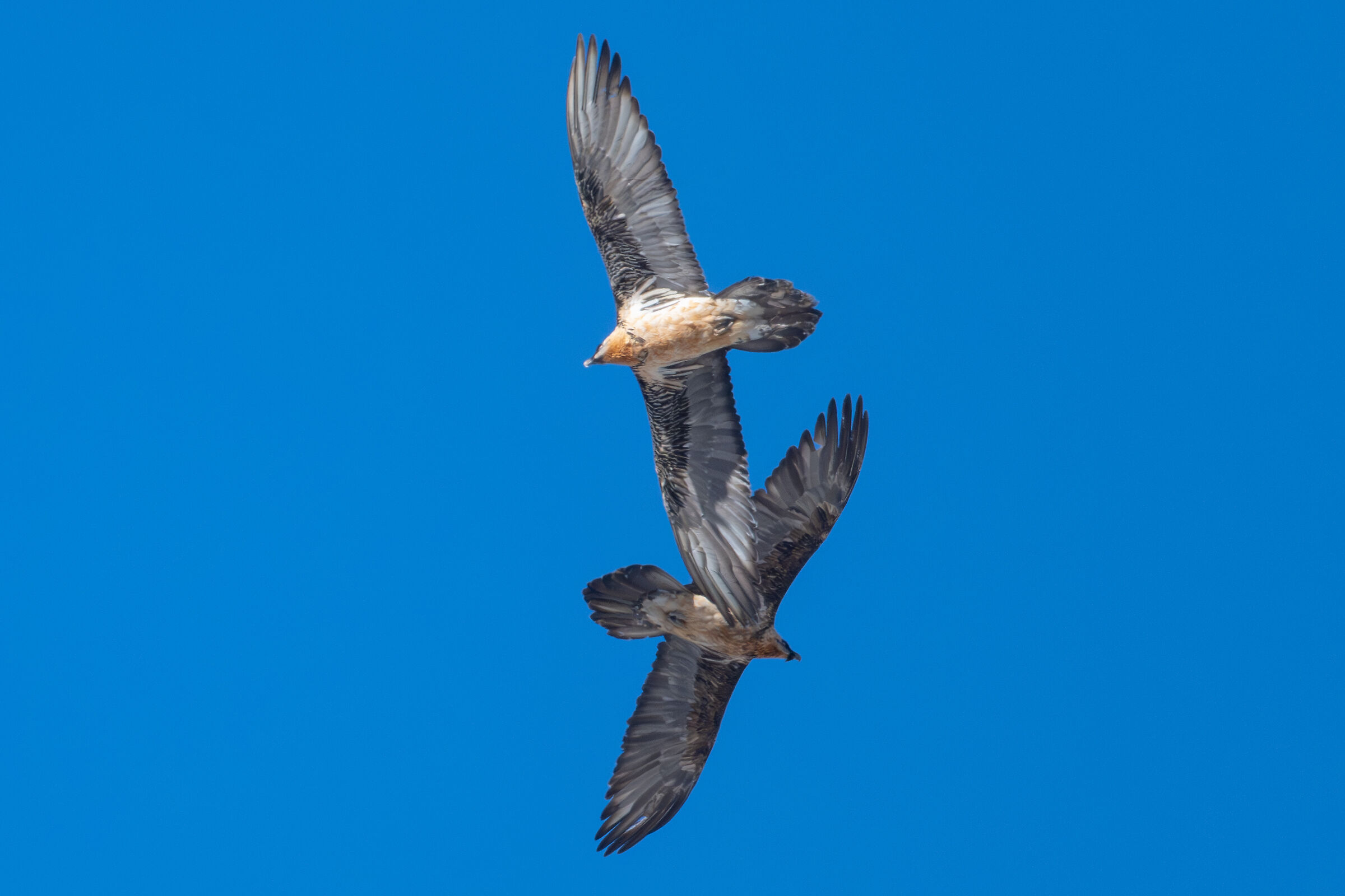 High-altitude crossbreeds-bearded vultures
