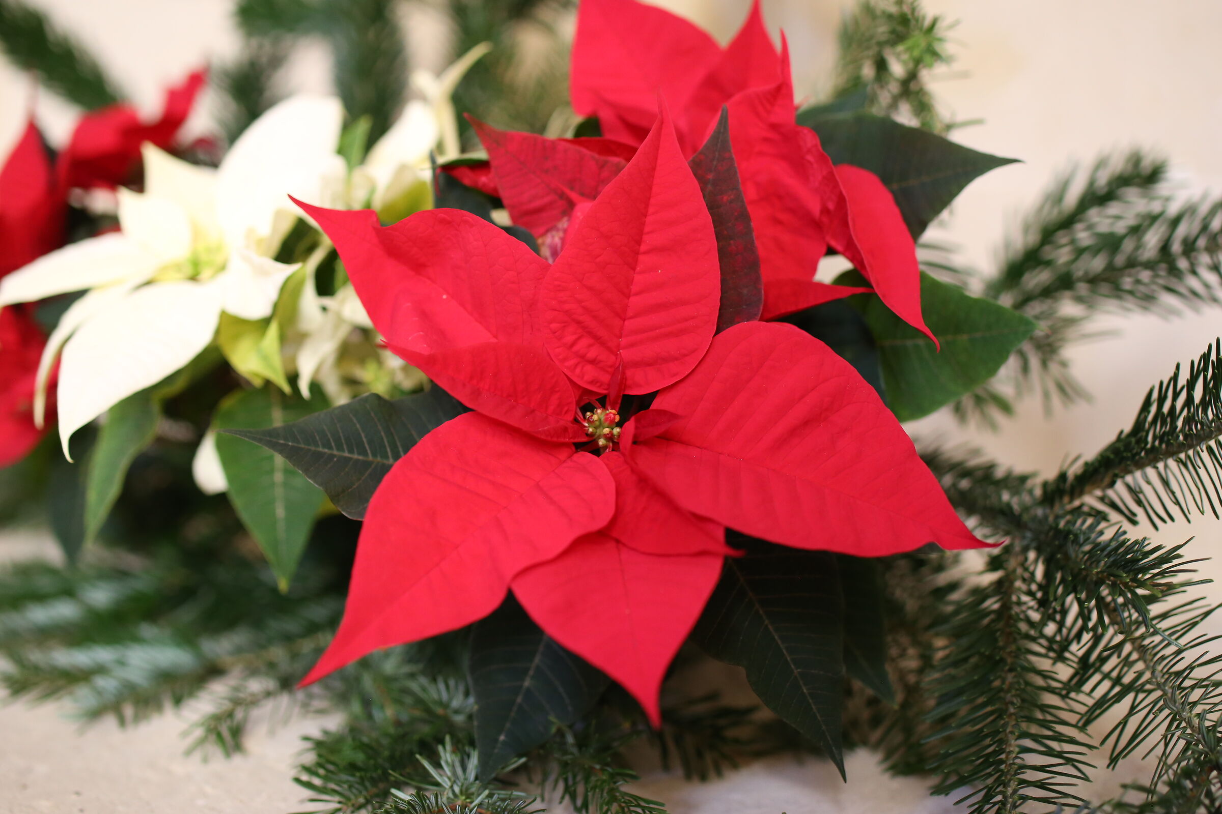 @" F. 2.5 " Milvus Zeiss 50, 14- Canon 6 D