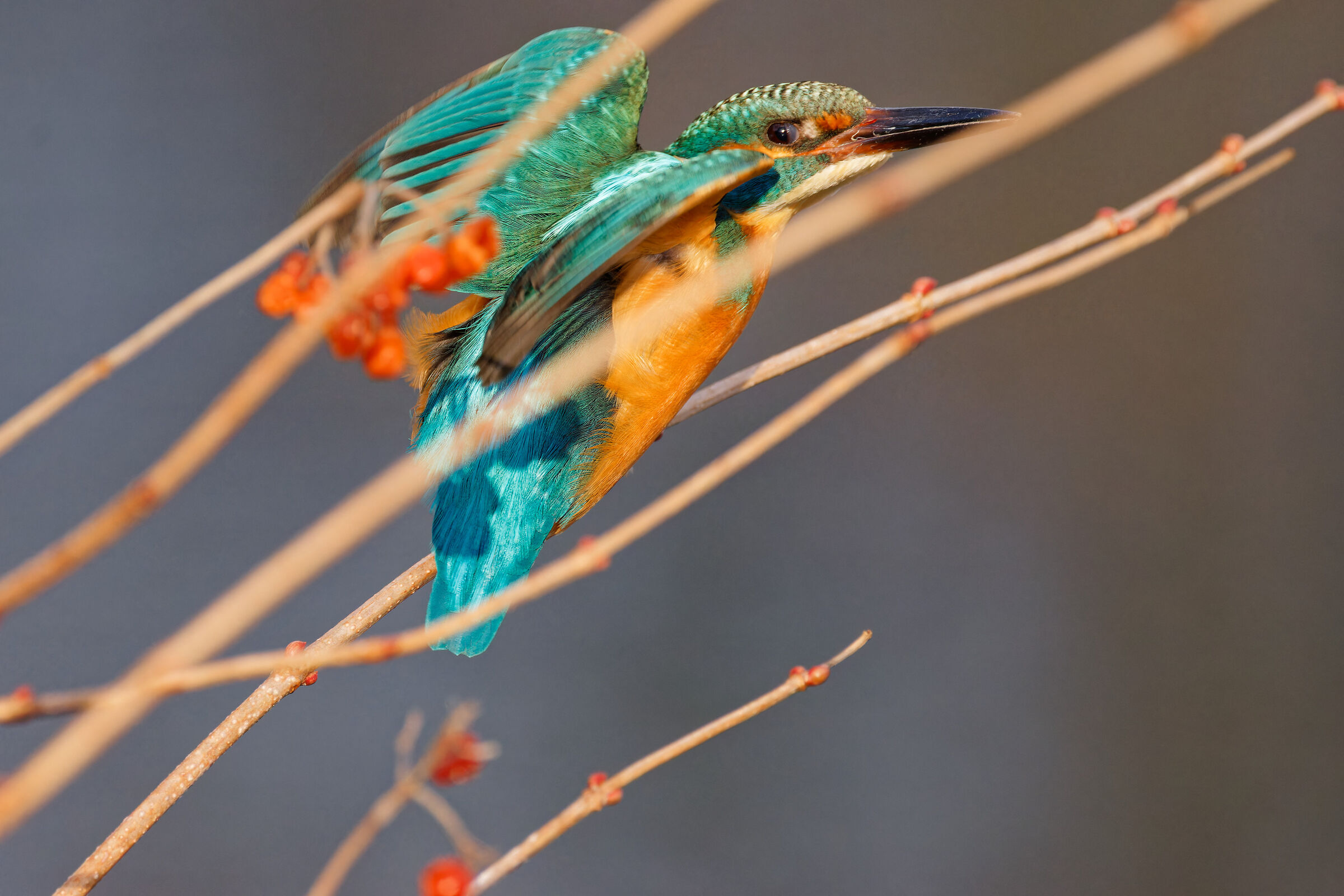 Kingfisher who saw me