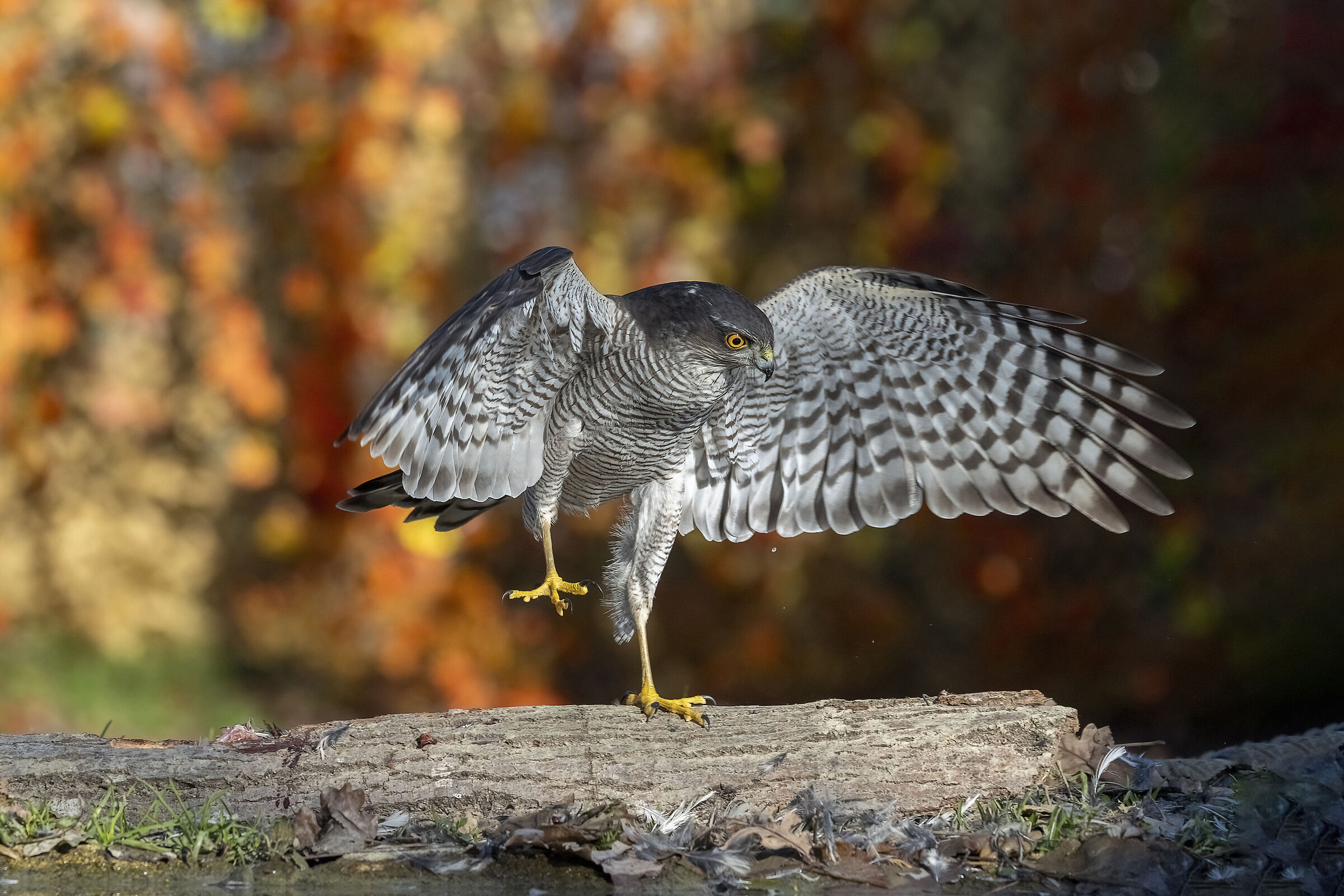 Capanno Massumatico Sparviere