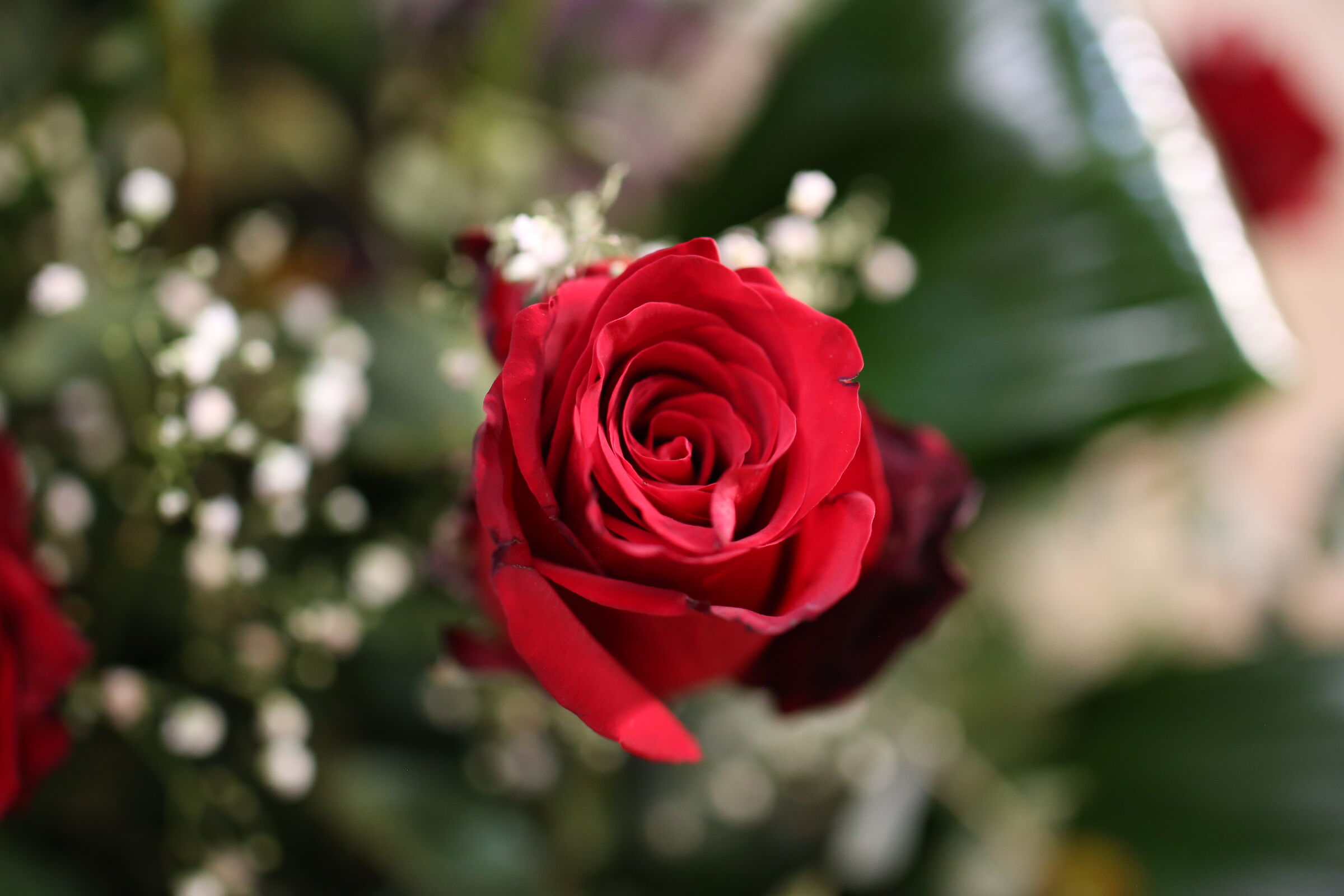 Ei, @" F.2 " Milvus Zeiss 50, 1.4- Canon 6 D