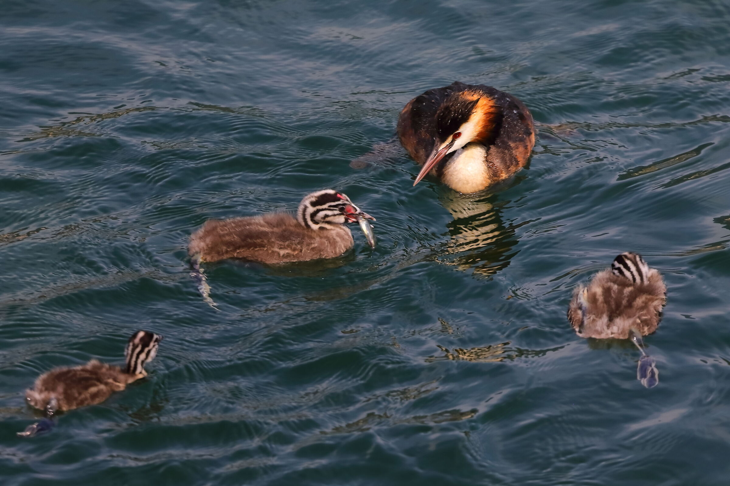 Svassi 07 agosto 2024 - 0191