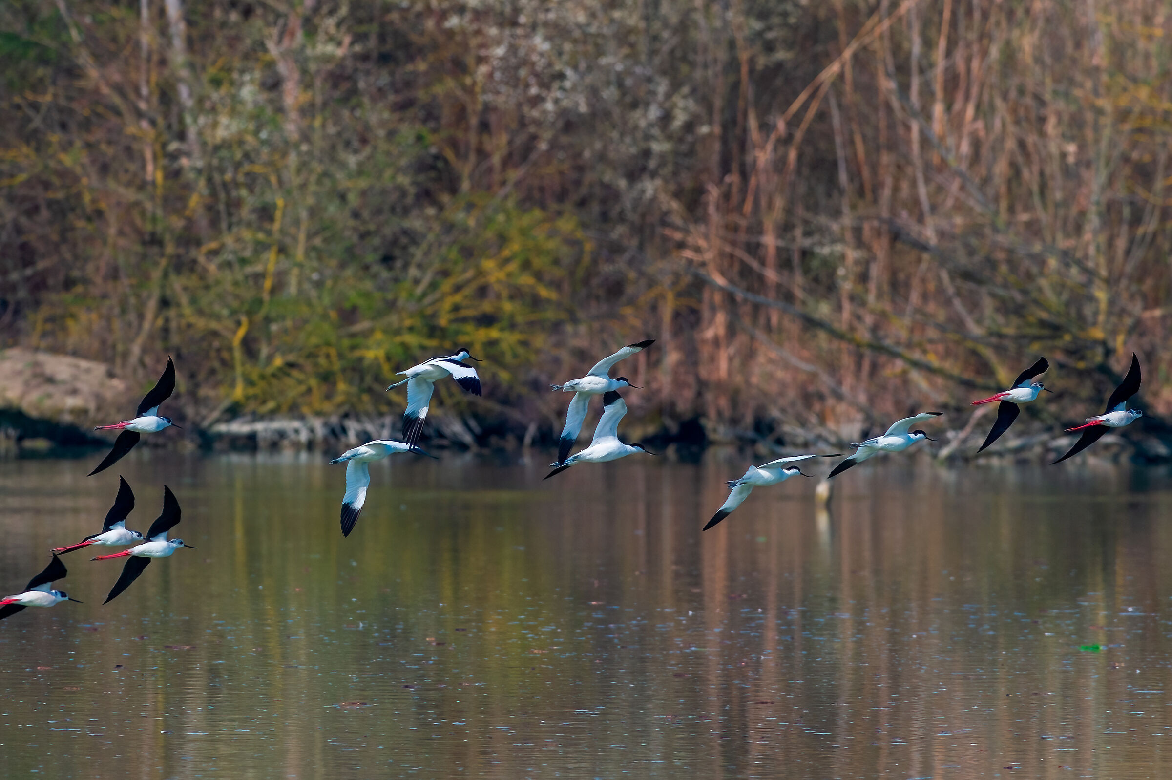 Avocets and knights on the run