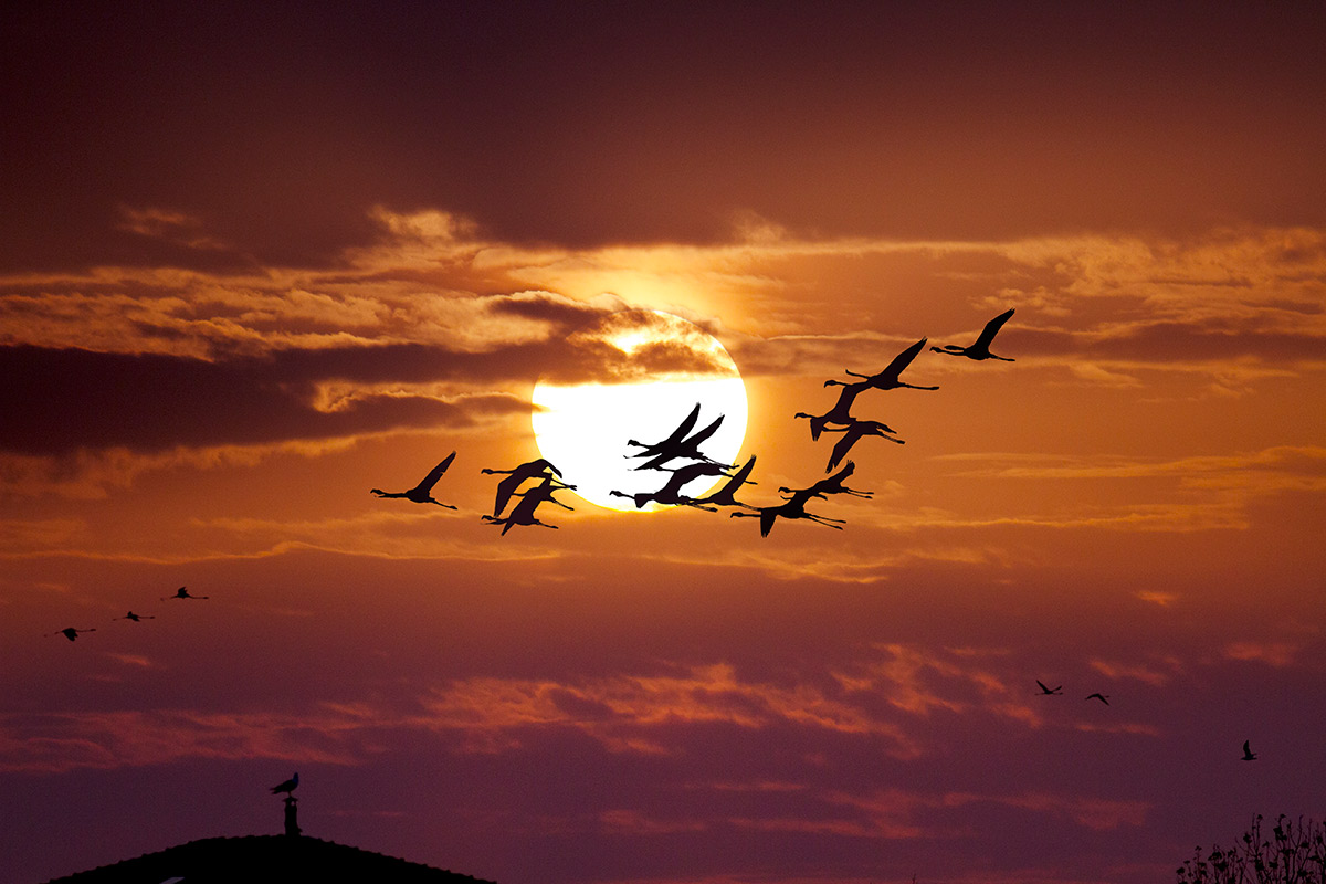 Flamingos silhouette in Comacchio