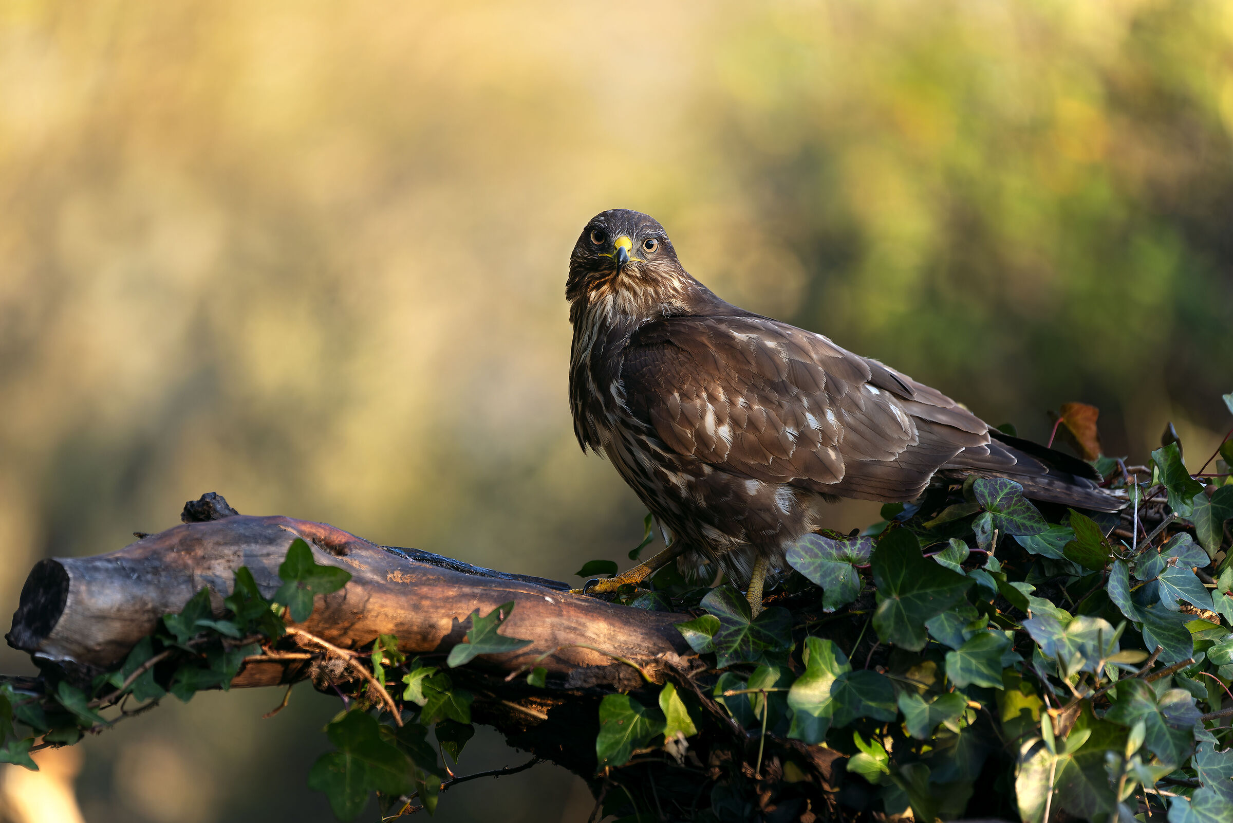 buzzard