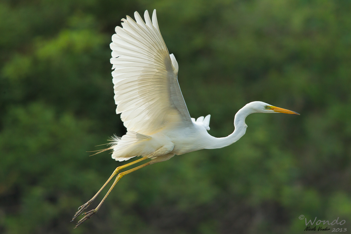 white in flight