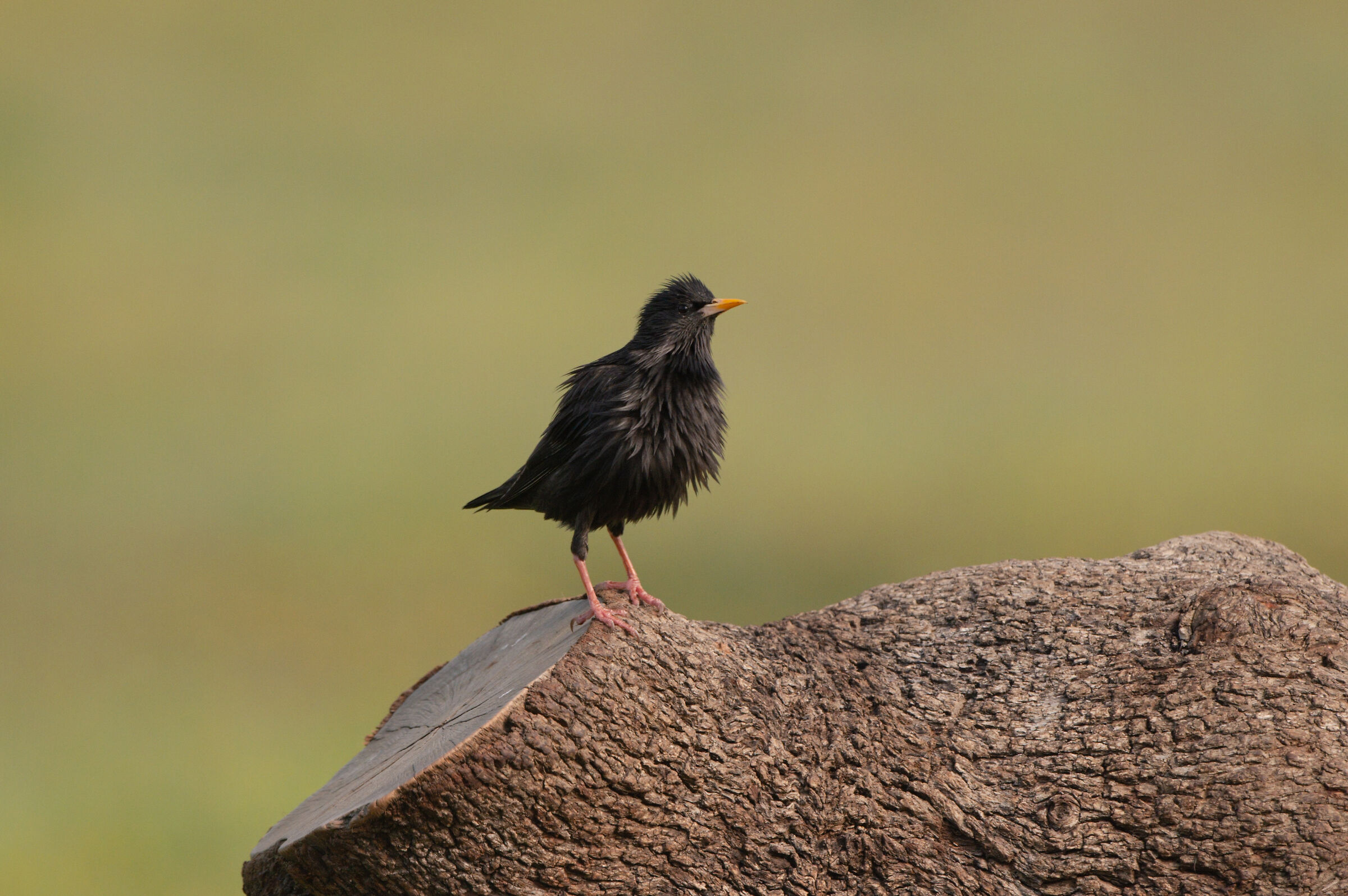 Black Starling