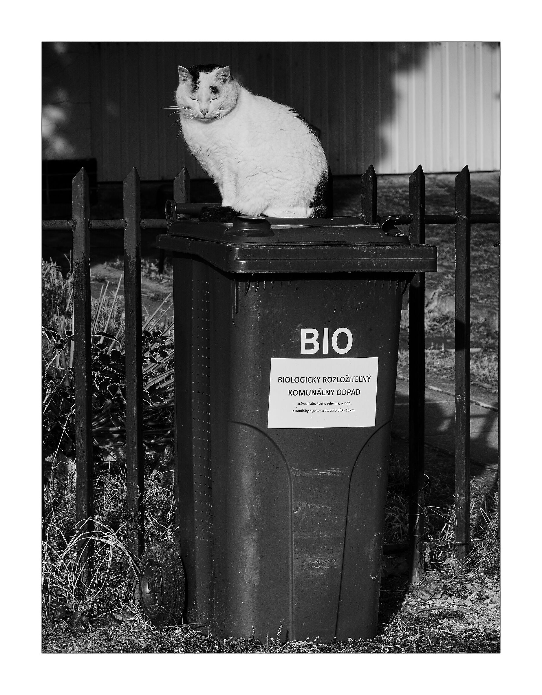 Organic cat