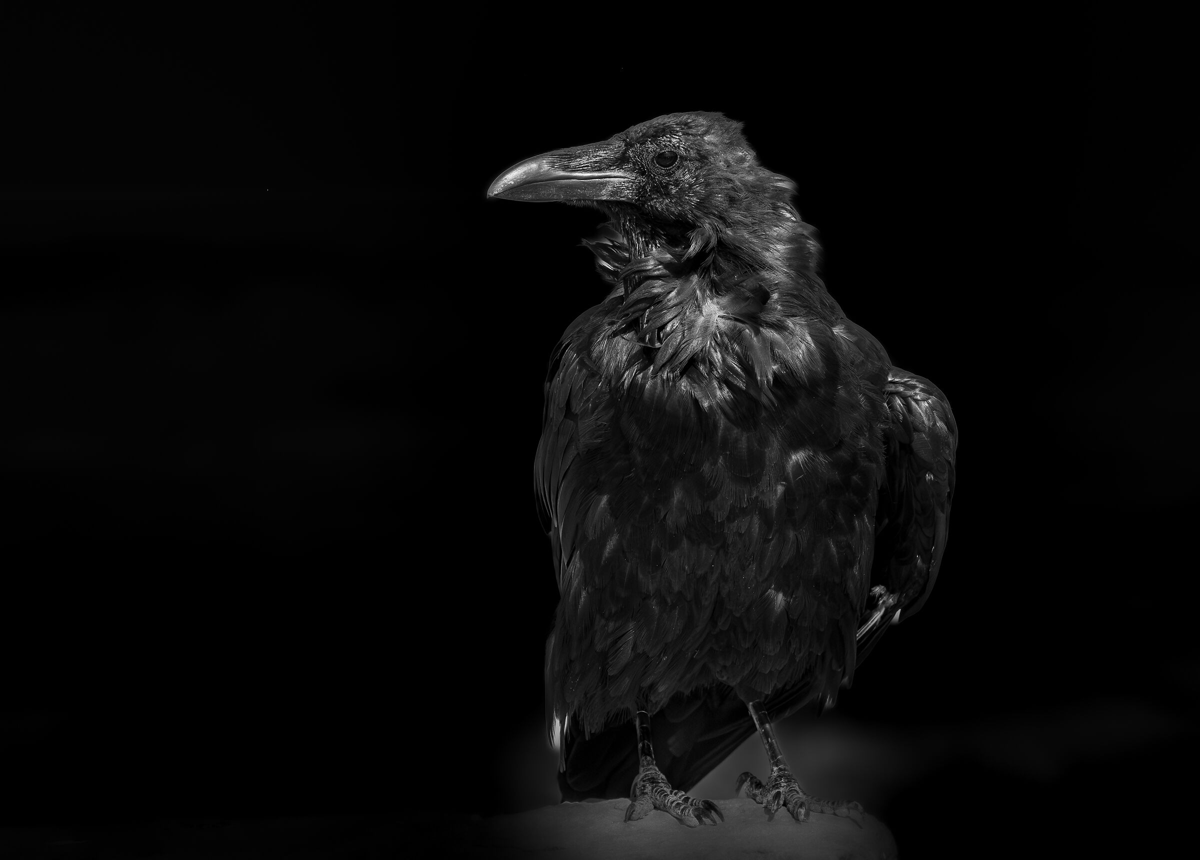 The Crow