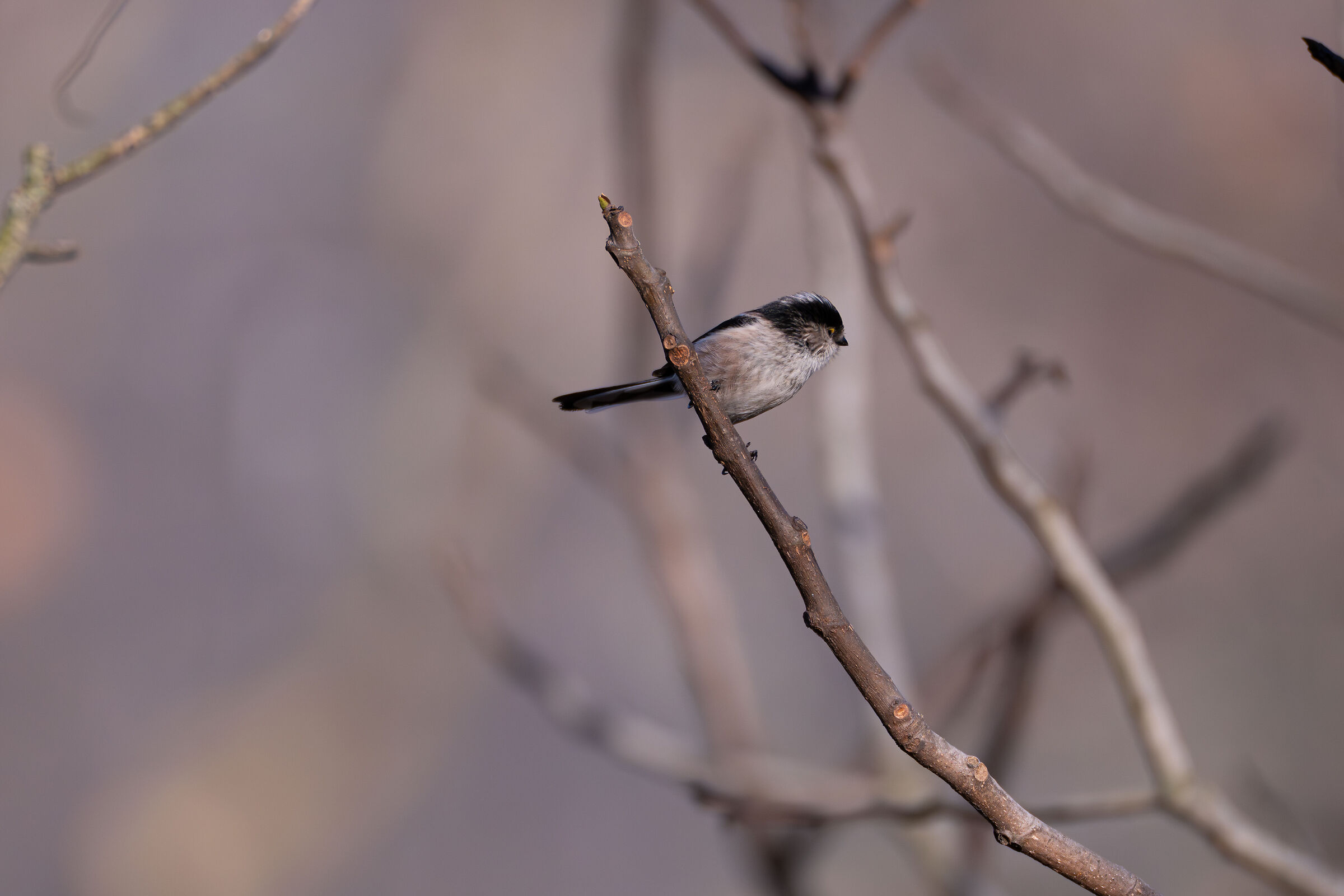 Long-tailed