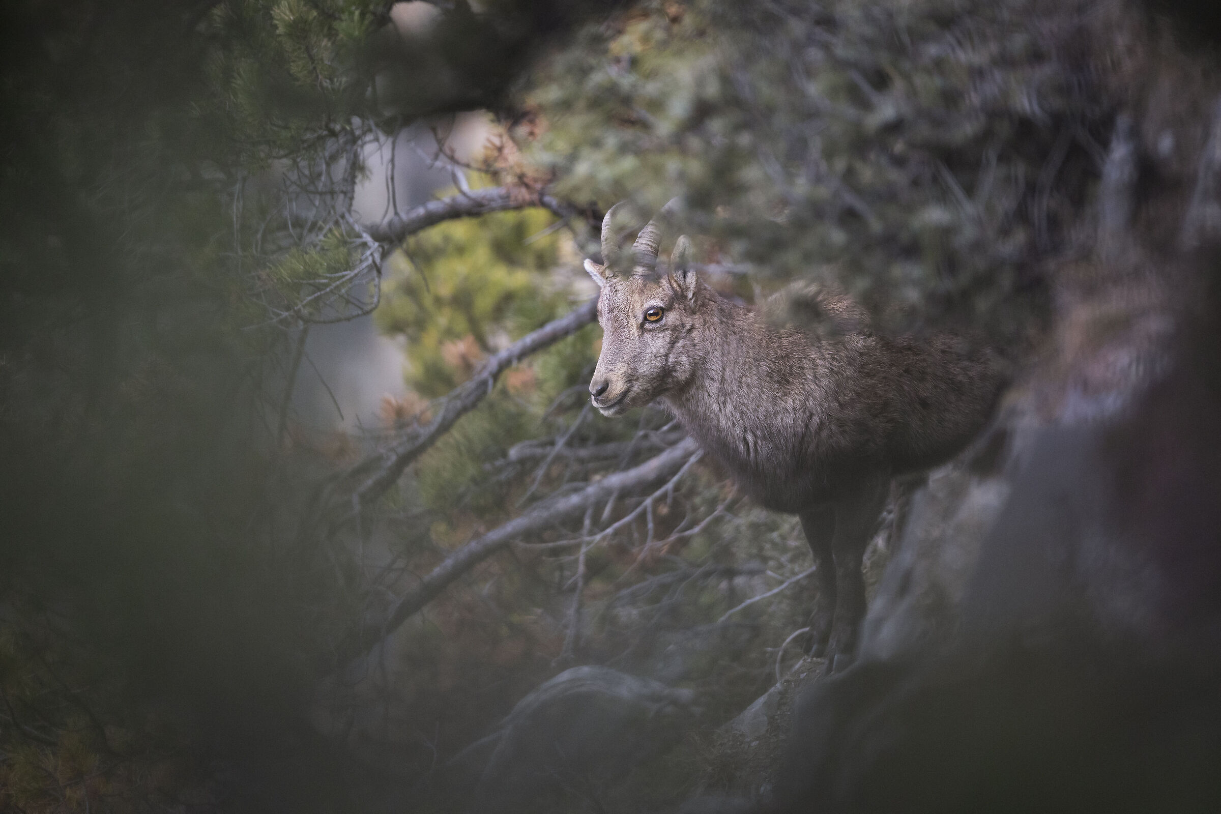 Stambecco femmina in cornice