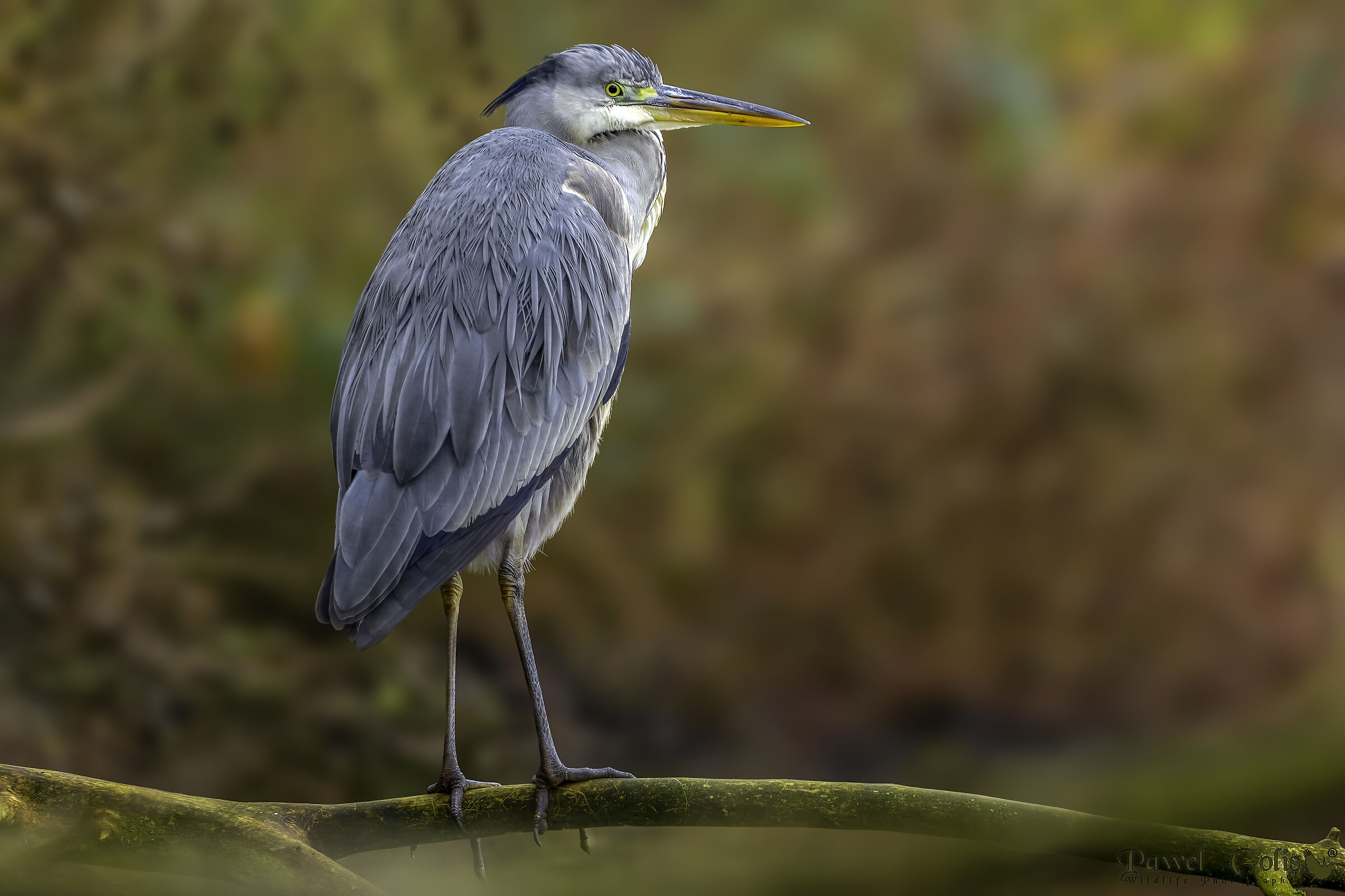 Airone cenerino (Ardea cinerea)