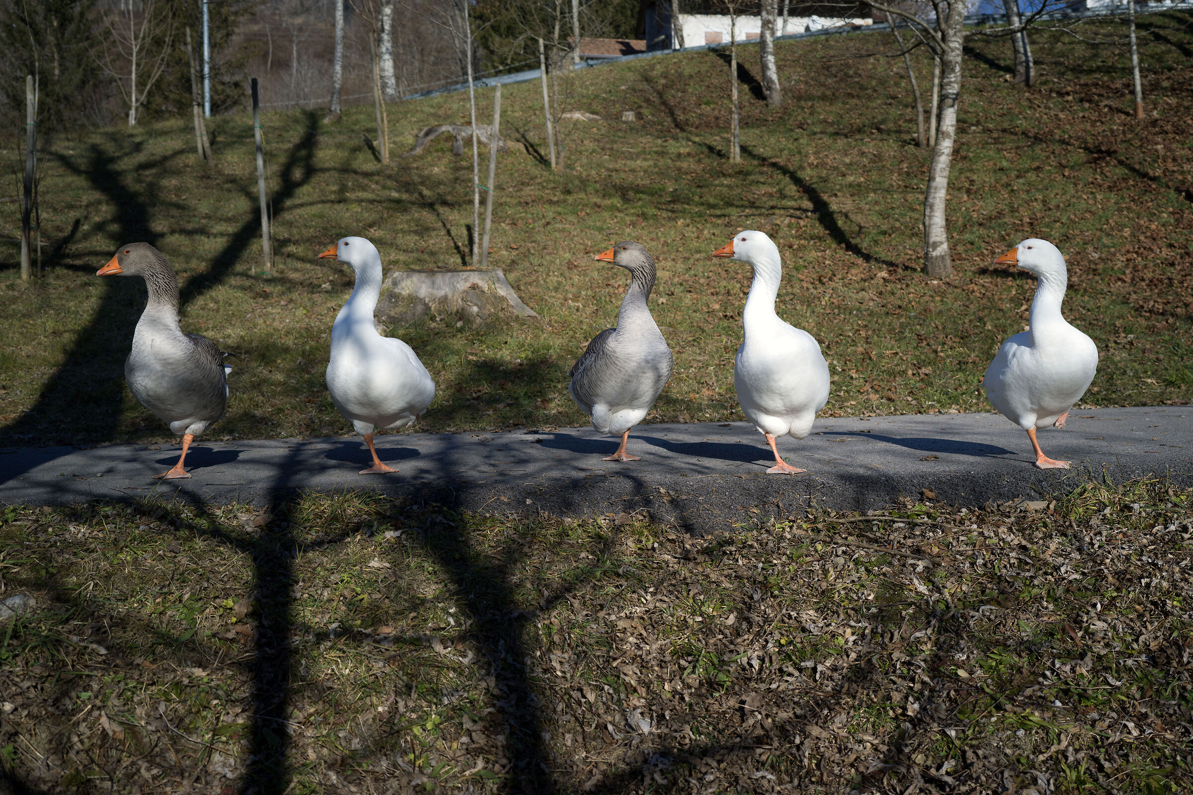 I Guardiani del Lago di Barcis