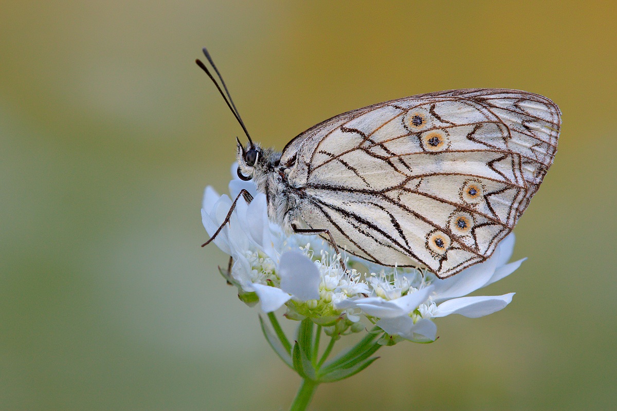 Melanargia arge