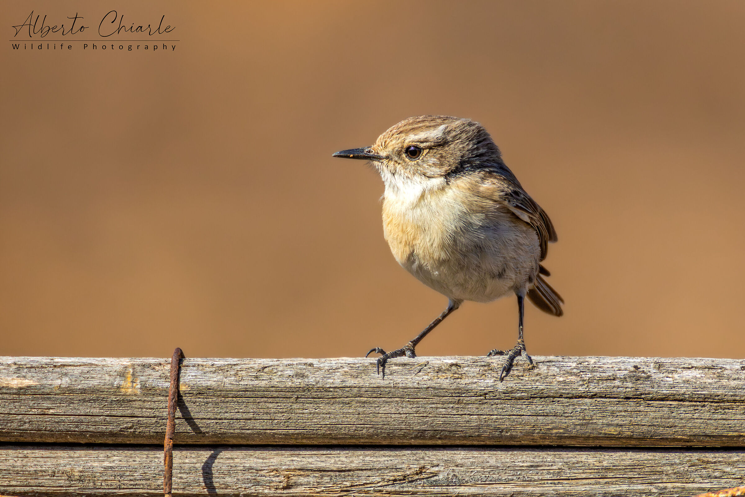 Canarian Stonechatter (Saxicola dacotiae)