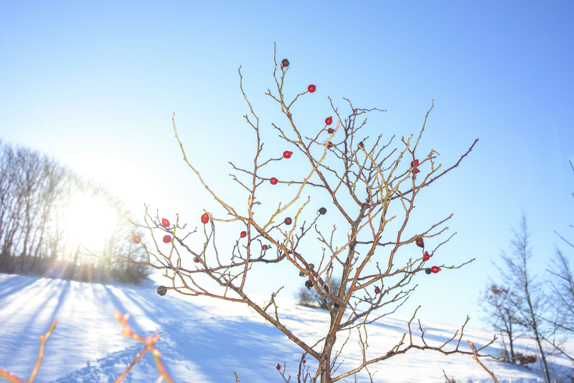 Snowy landscape