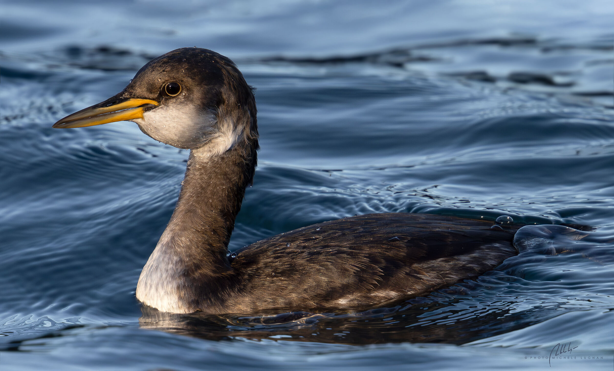 Red-necked grebe