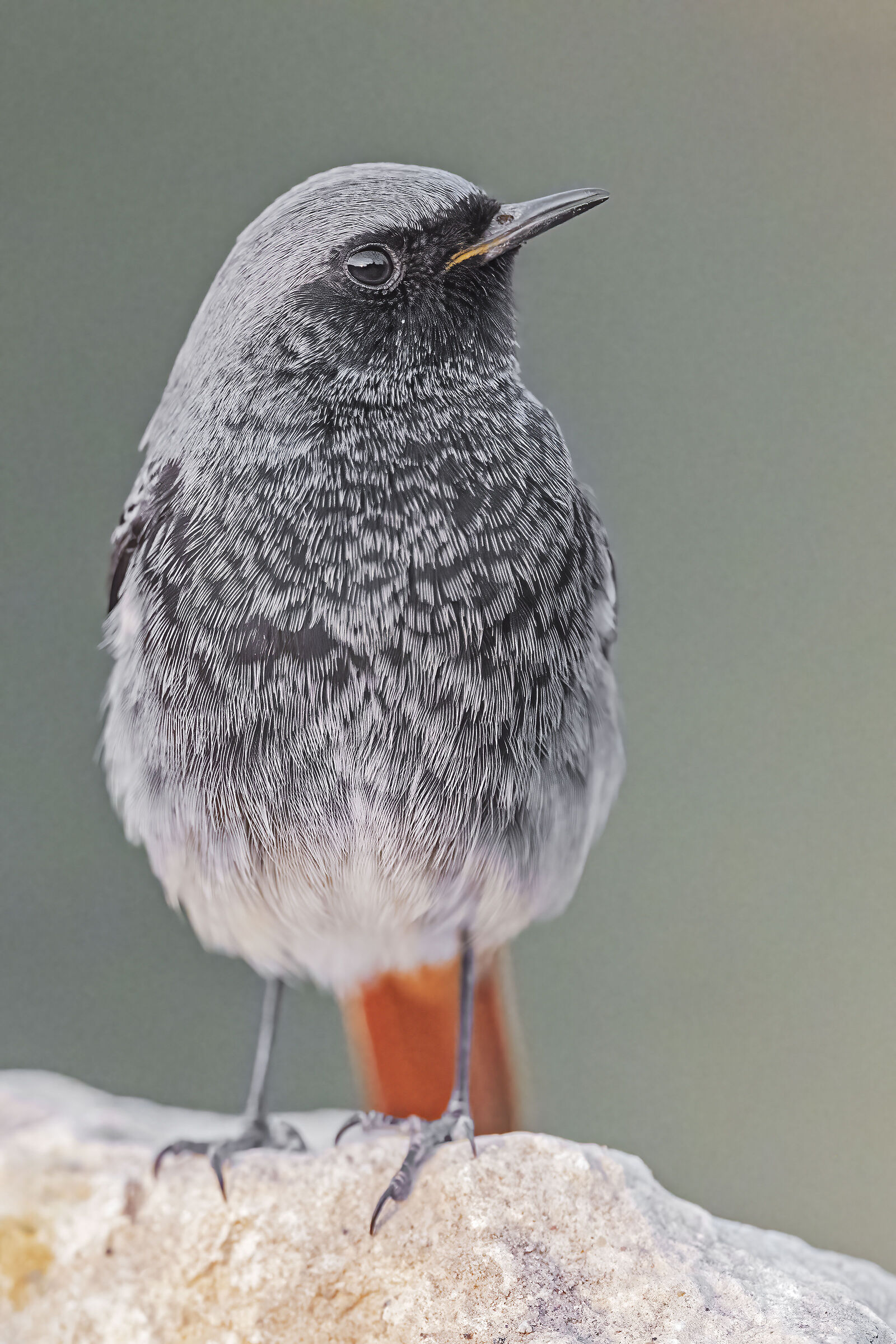 Codirosso spazzacamino