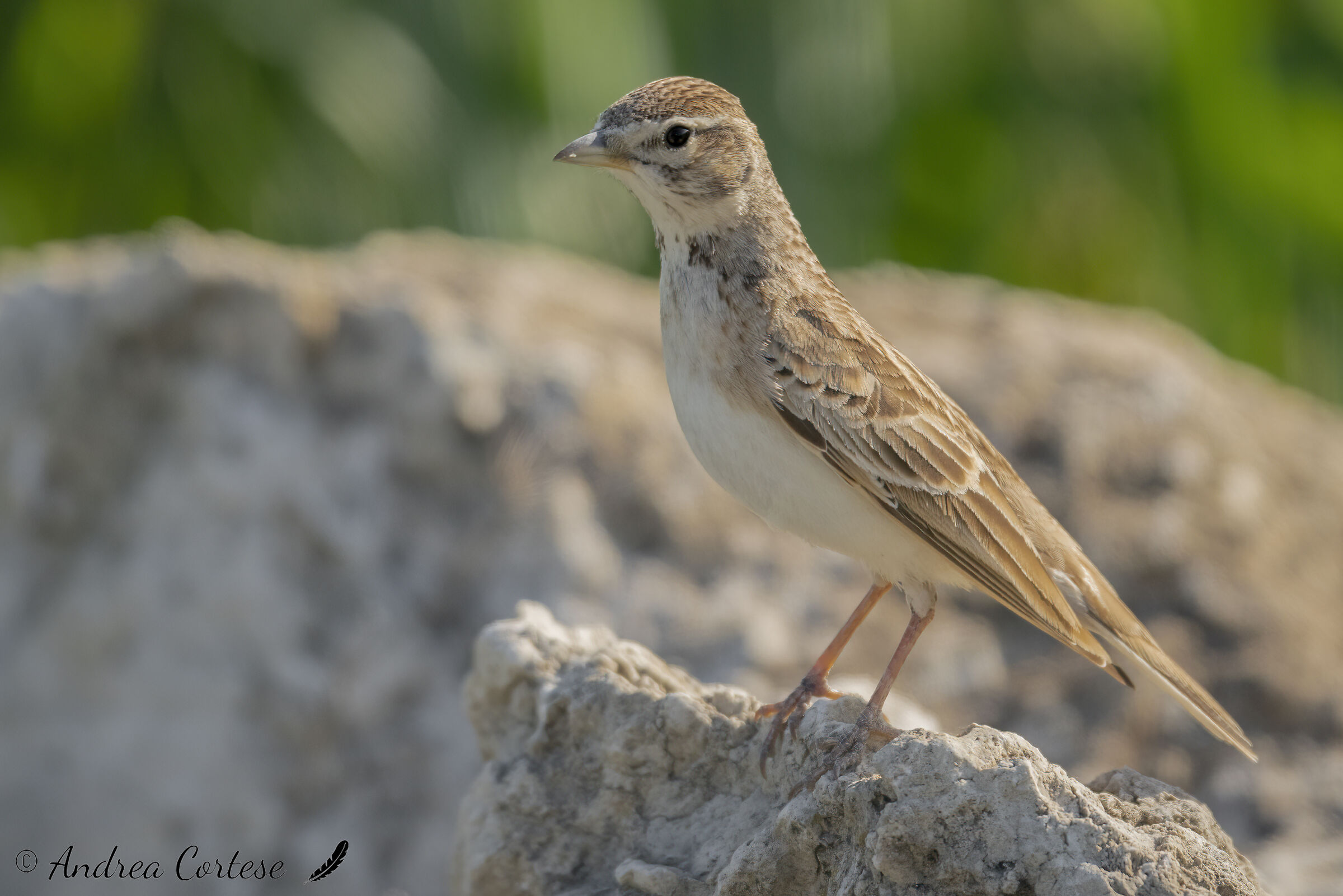 Calandrella (Calandrella bchydactyla)