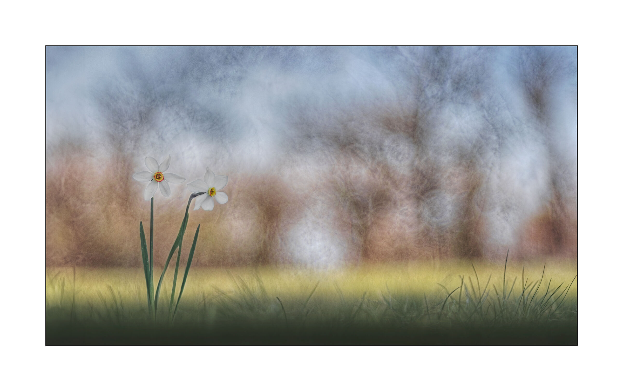 narcisi