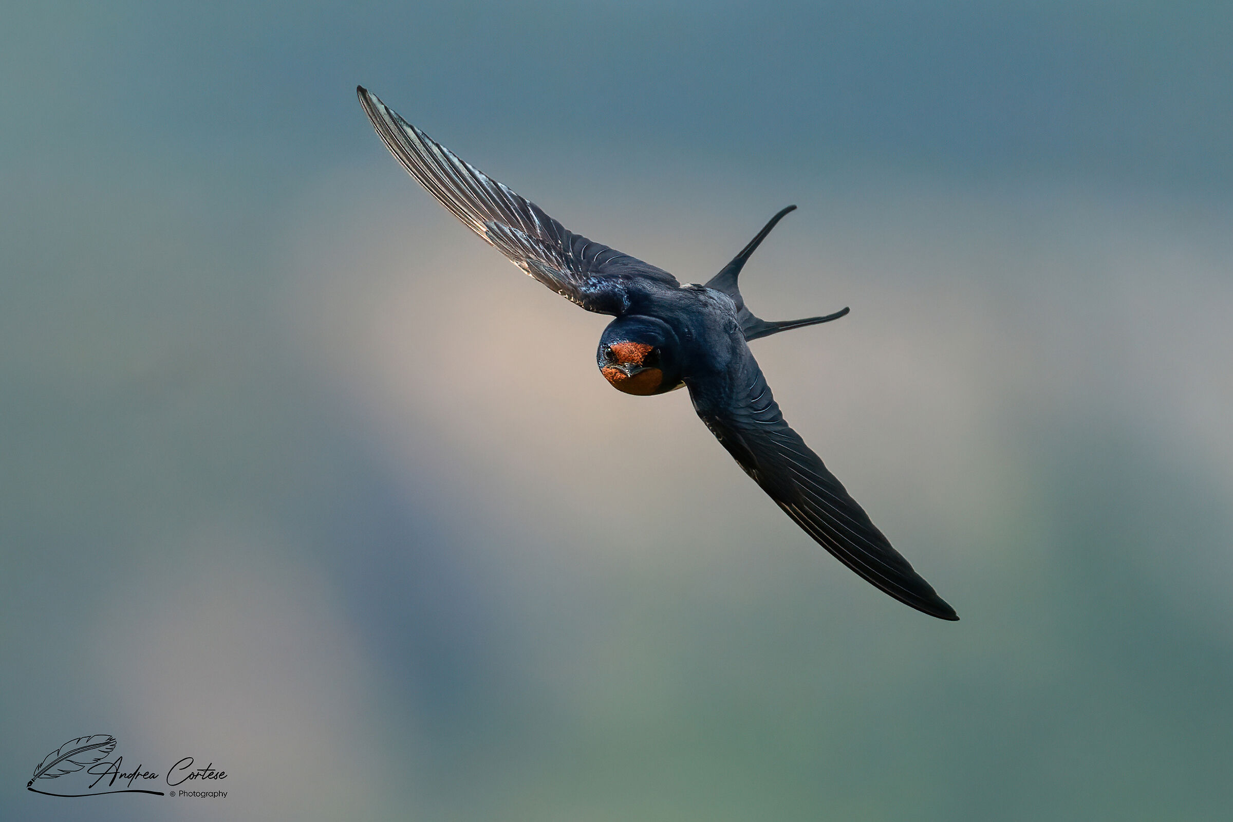 Rondine (Hirundo rustica)