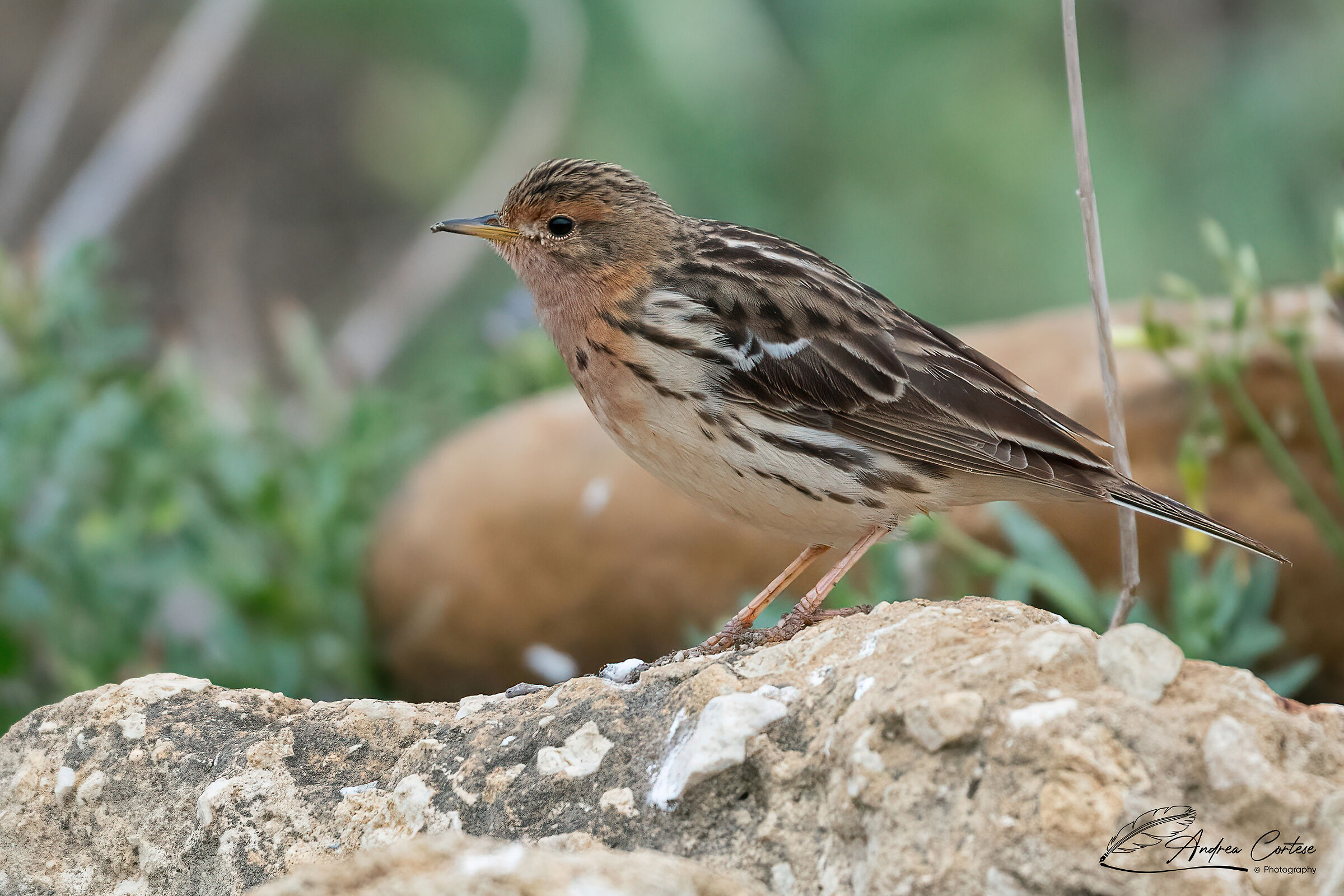 Pispola golarossa (Anthus cervinus)
