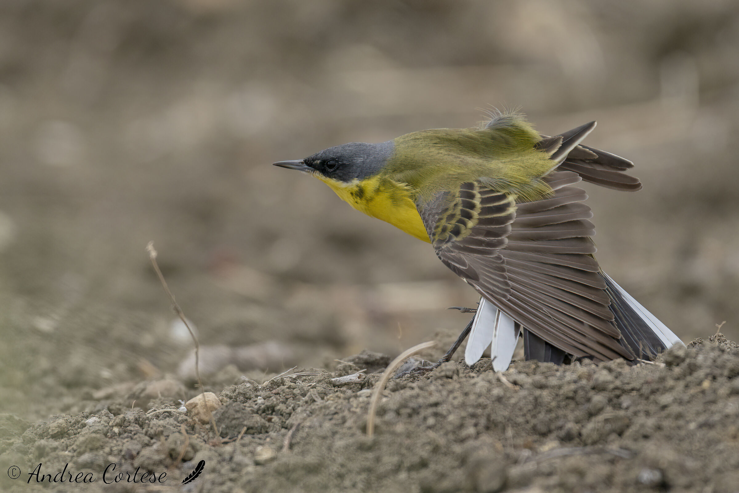 Cutrettola caposcuro (Motacilla flava ssp. thunbergi)