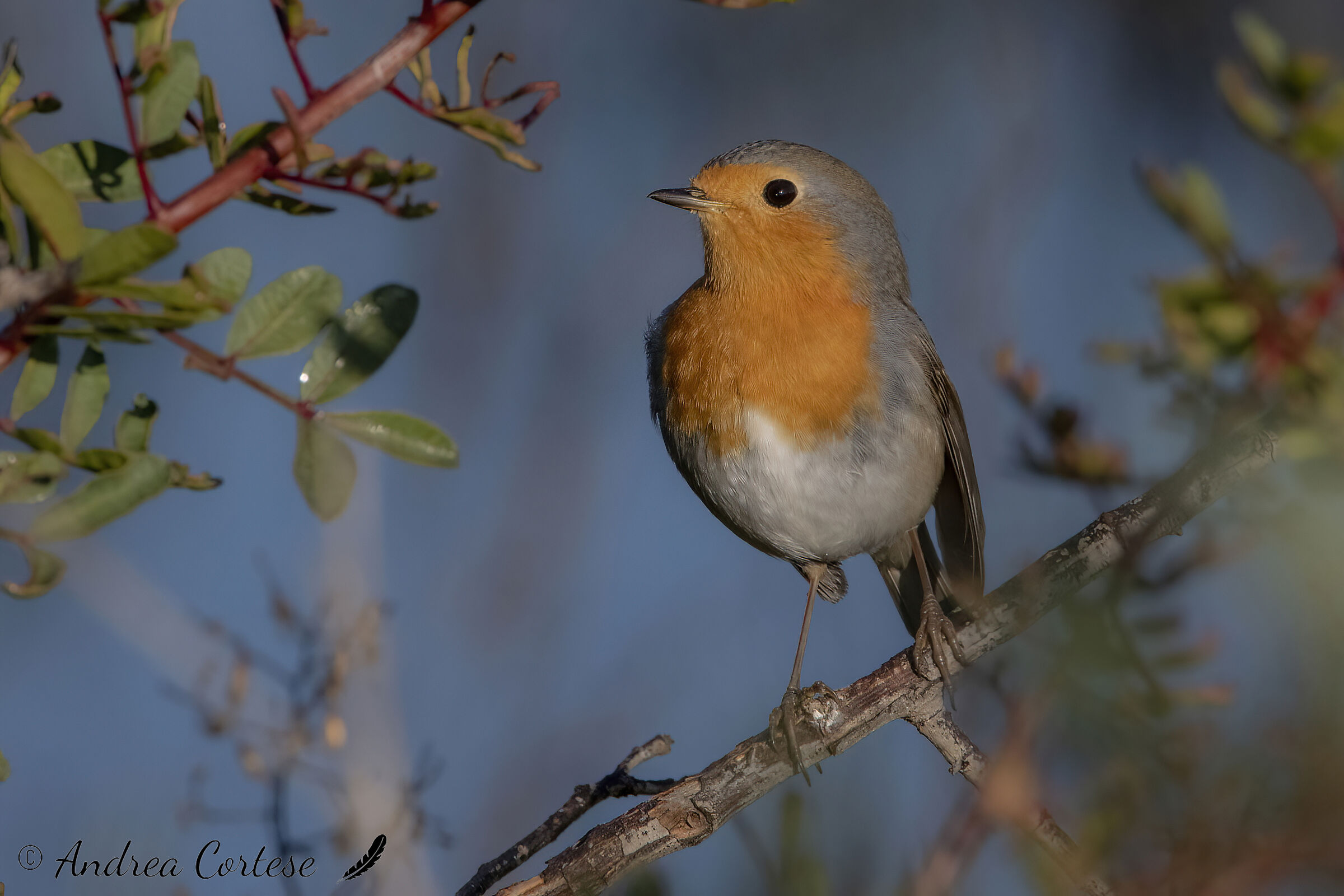 Pettirosso (Erithacus rubecula)