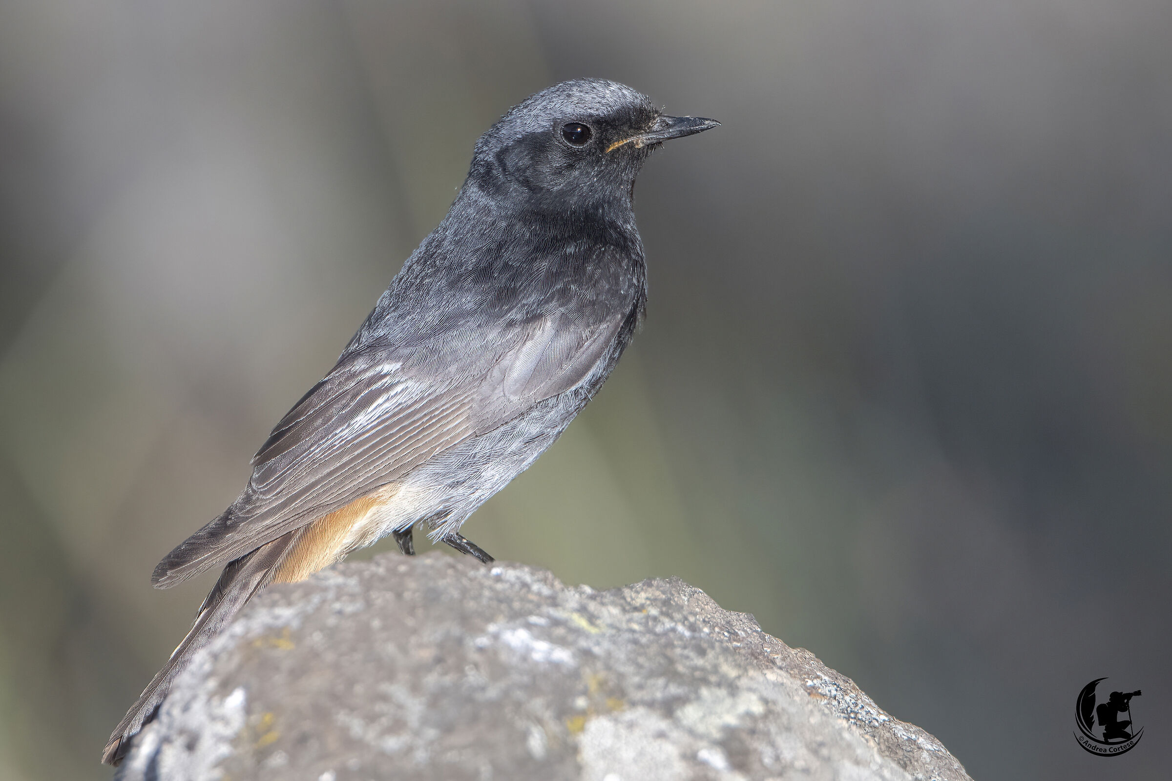 Codirosso spazzacamino (Phoenicurus ochruros)