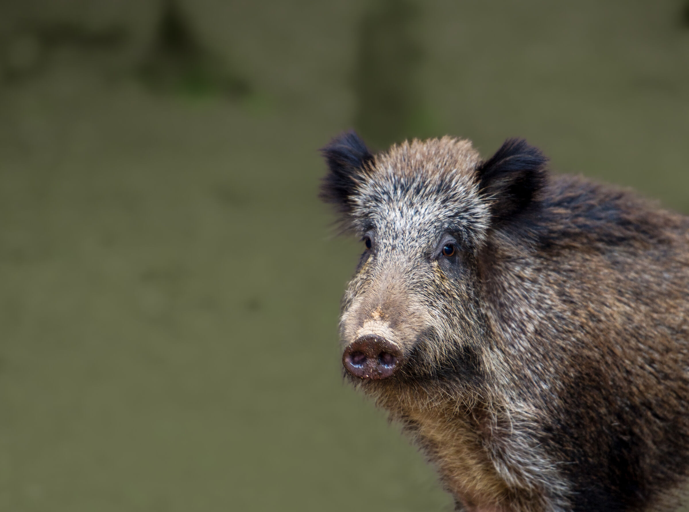 Wild Boar (Sirbone)