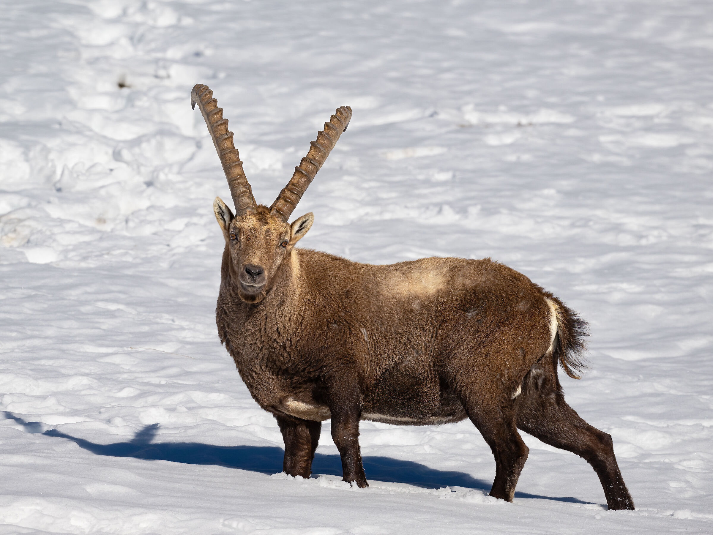 Ibex - Gran Paradiso National Park