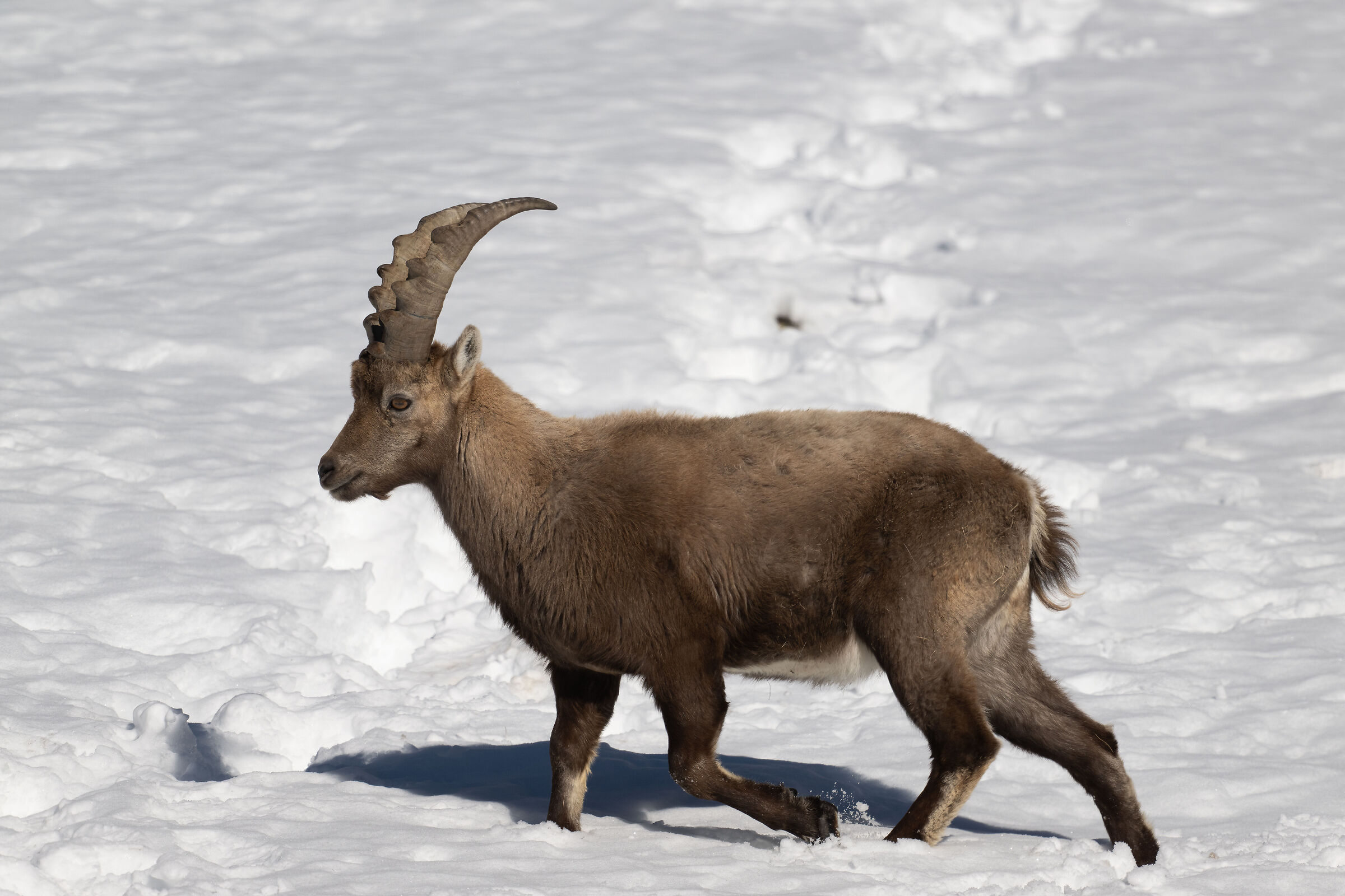 Ibex - Gran Paradiso National Park