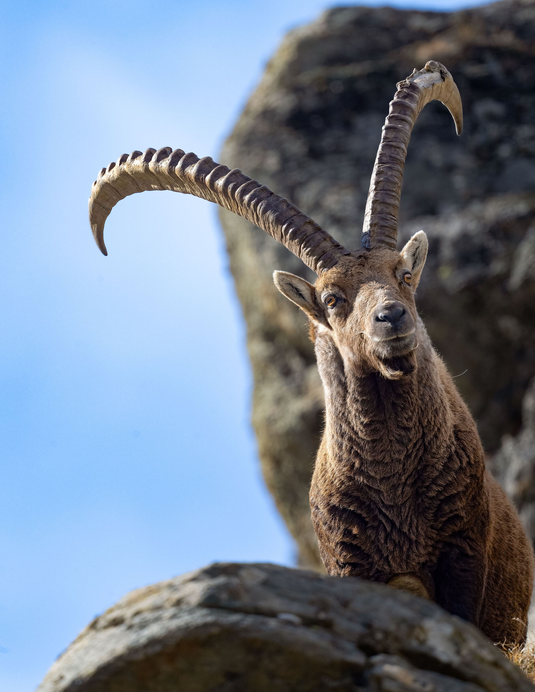 Ibex - Gran Paradiso National Park