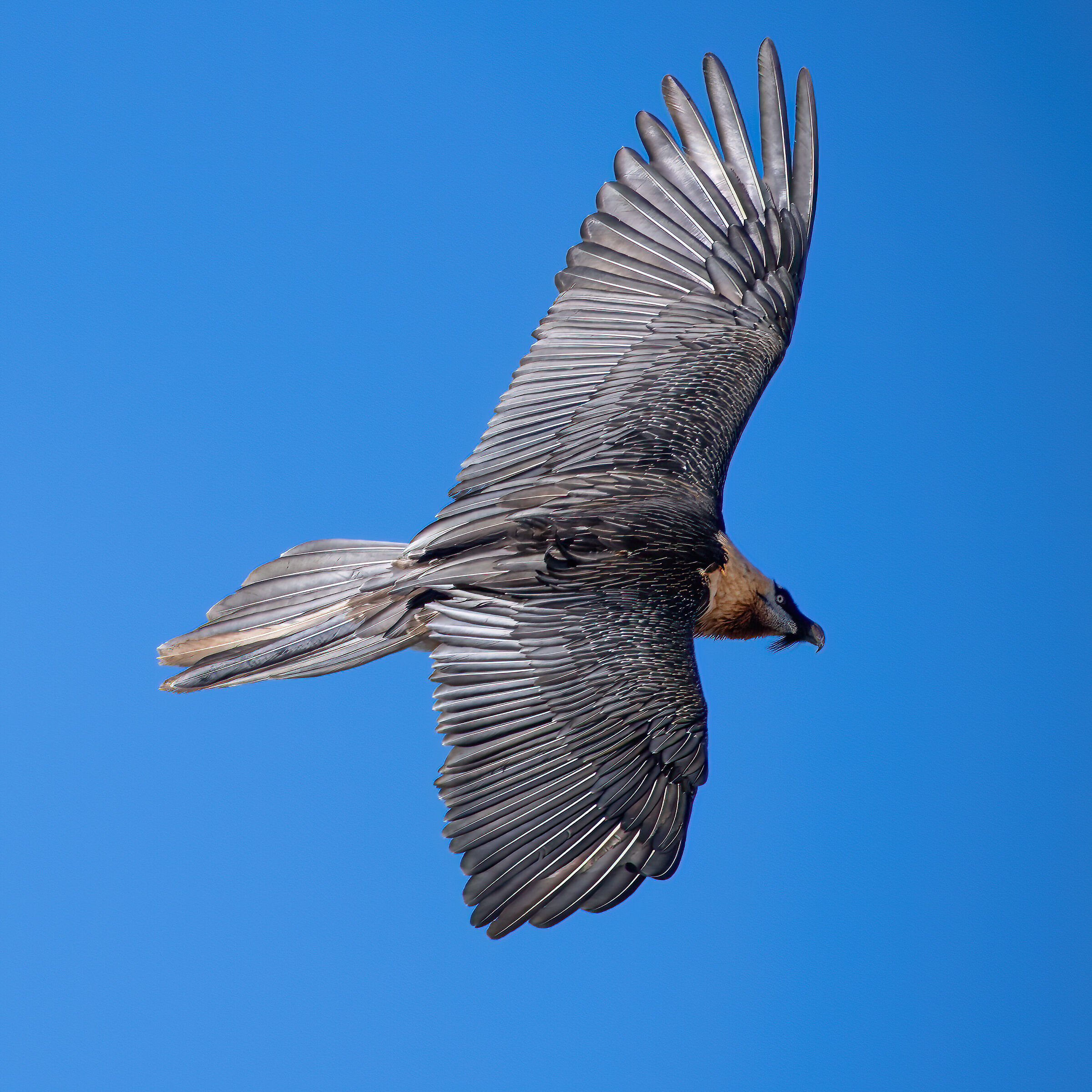 Gypaetus barbatus - Parco Nazionale del Gran Paradiso