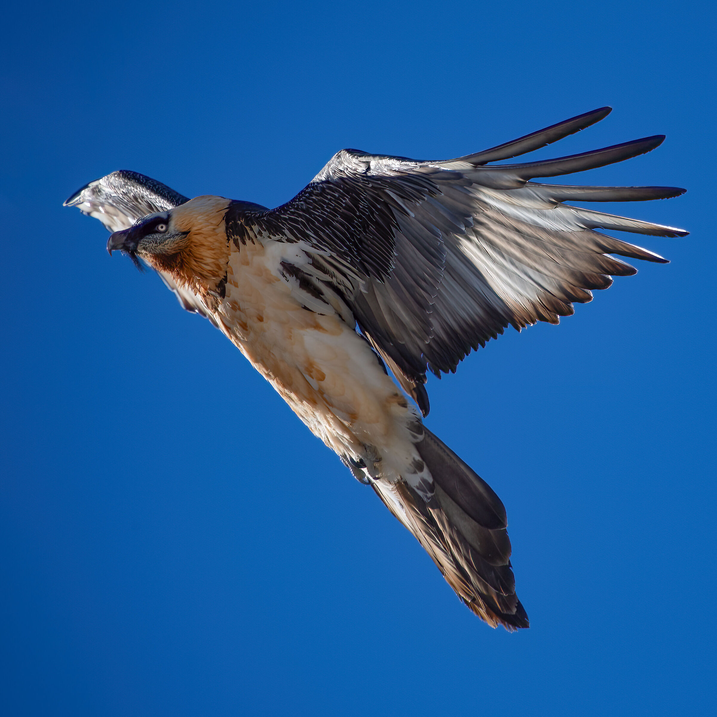 Gypaetus barbatus - Parco Nazionale del Gran Paradiso