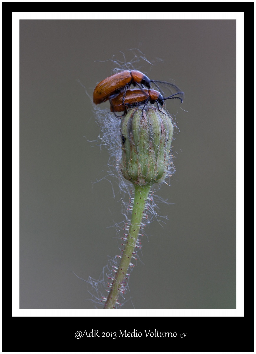 Amo' ma che ti vibri?      Non vedi che ci guardano?
