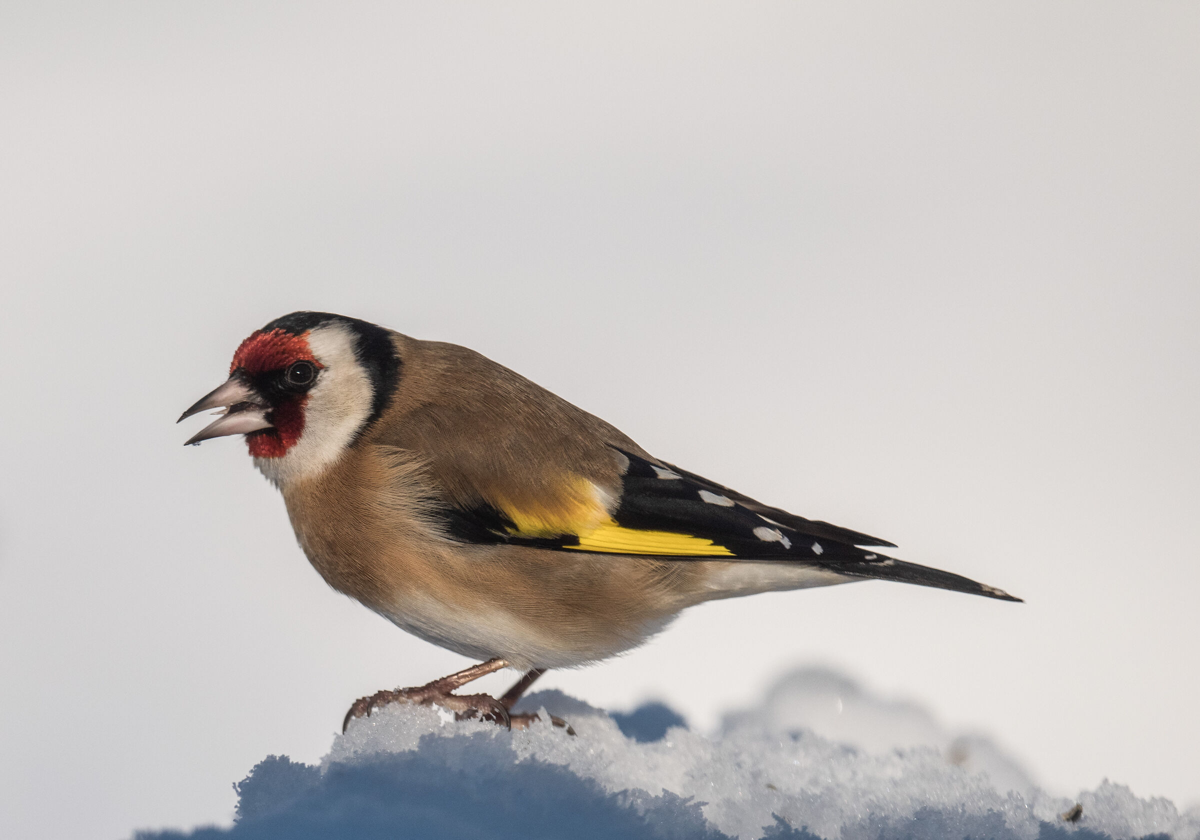 cardellino