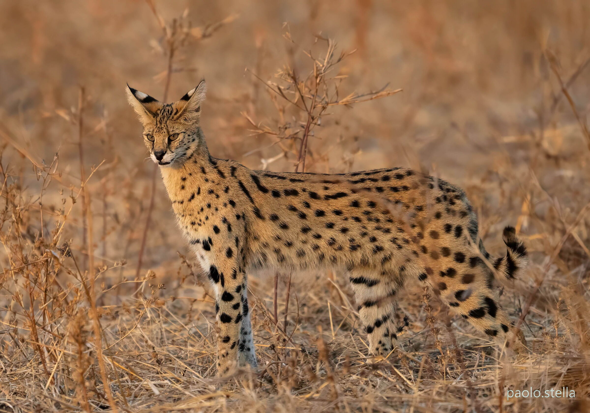 the serval in South Luangwa