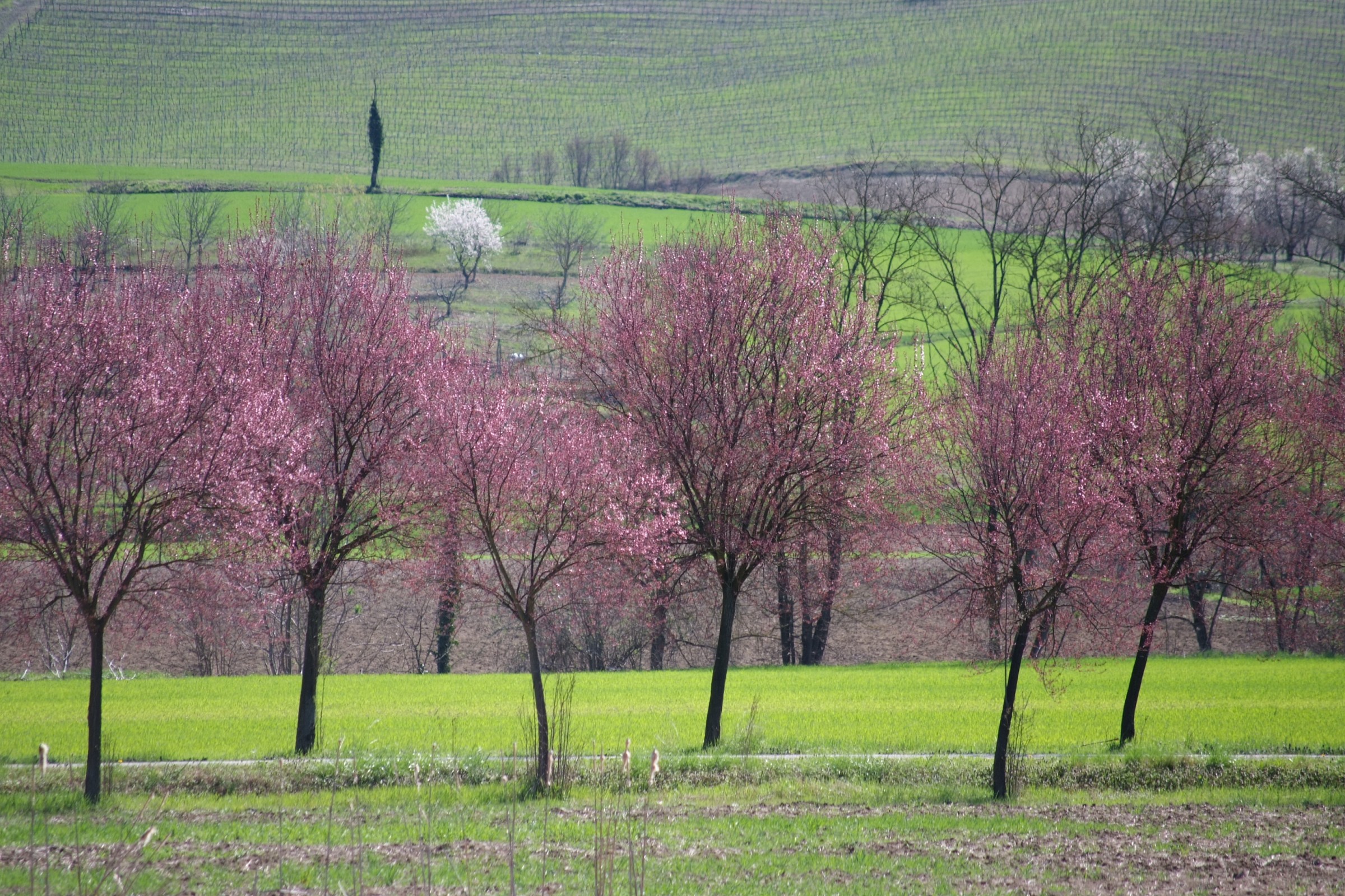 primavera
