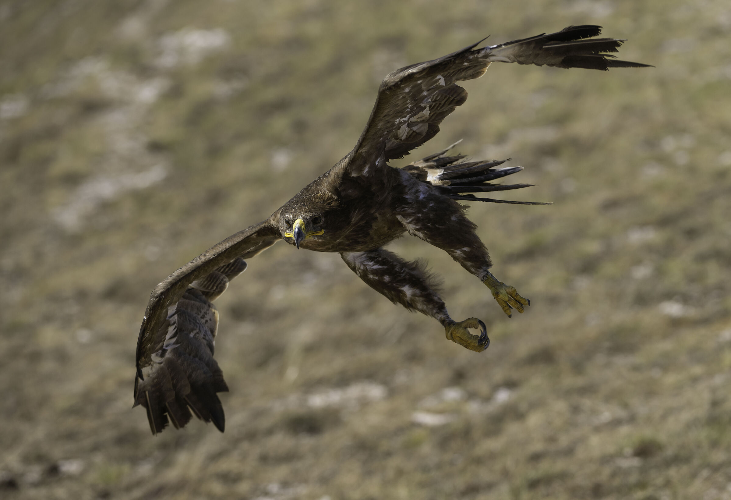 Aquila delle steppe