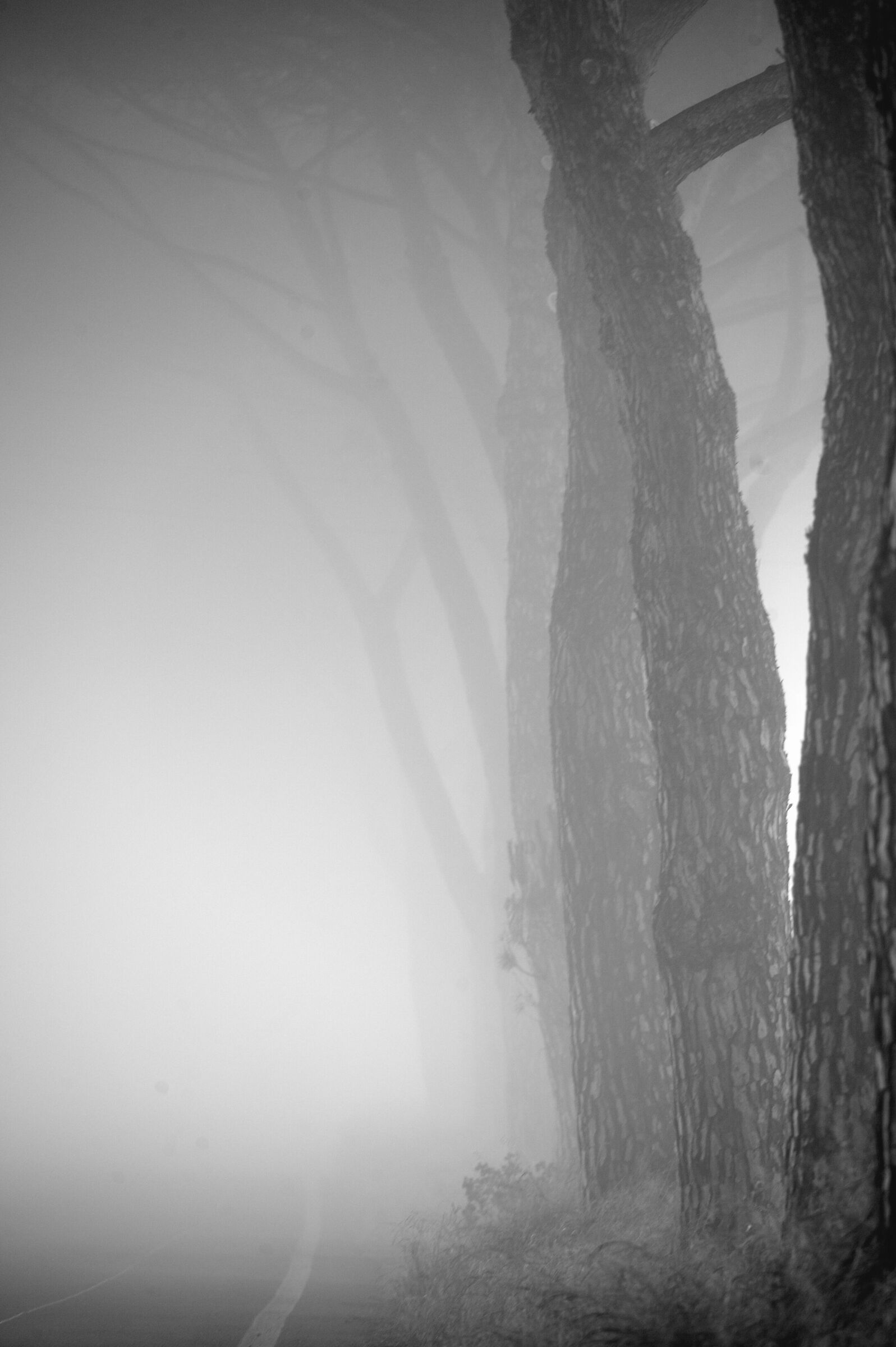 A strange wandering through the fog.
