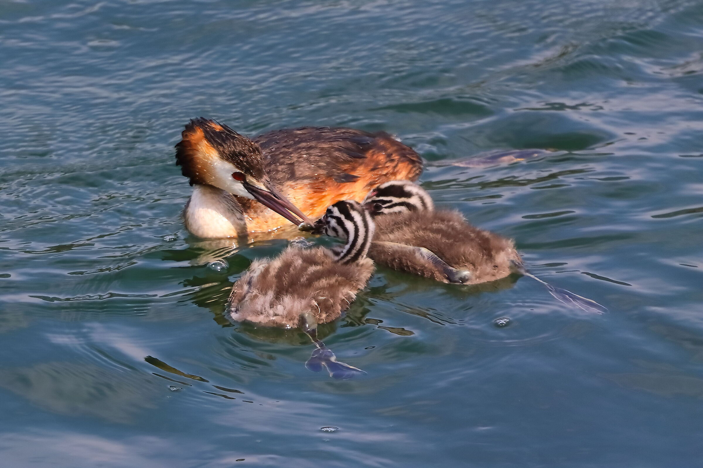 Svassi 07 agosto 2024 - 0205