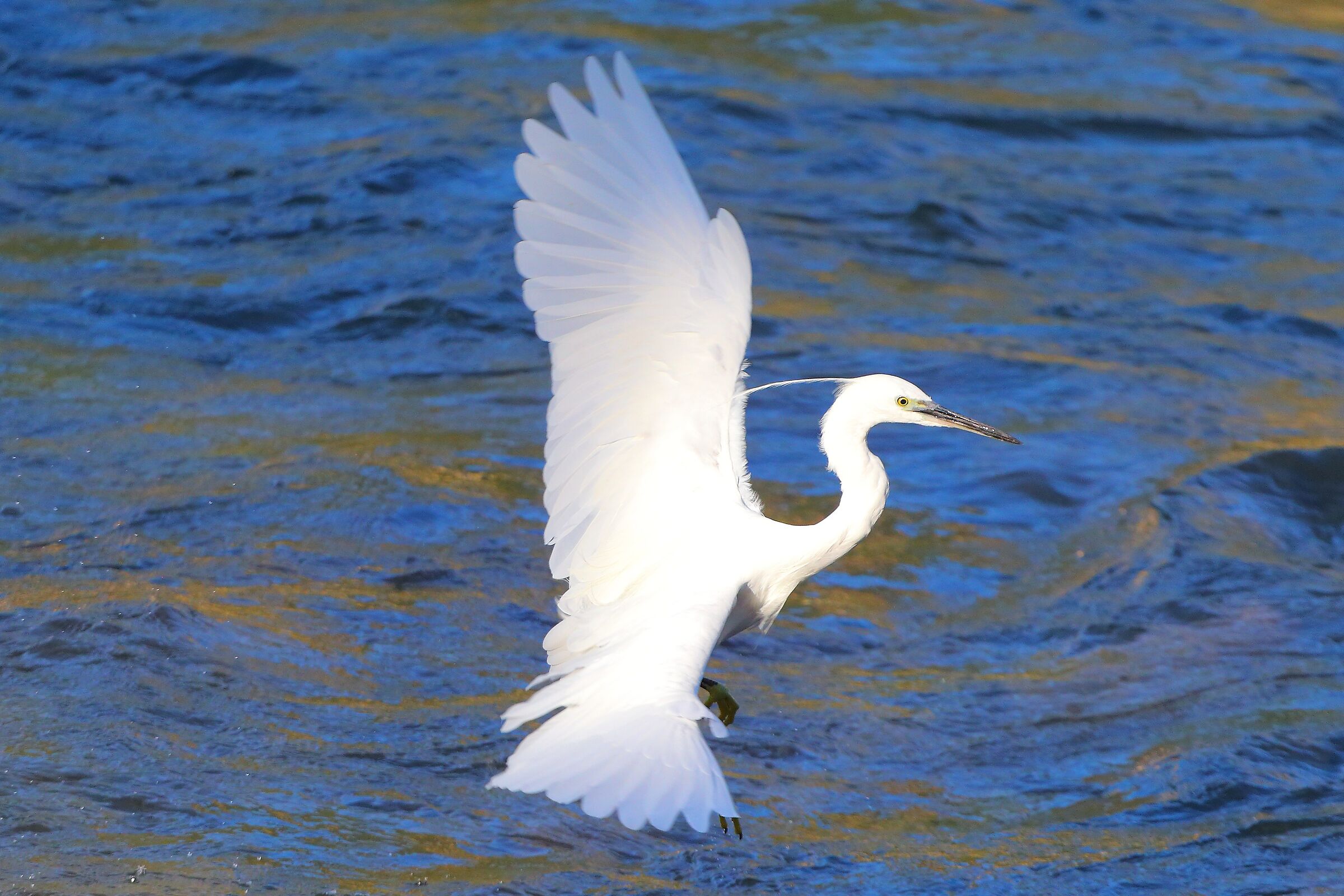 Garzetta 09 settembre 2024 - 0355