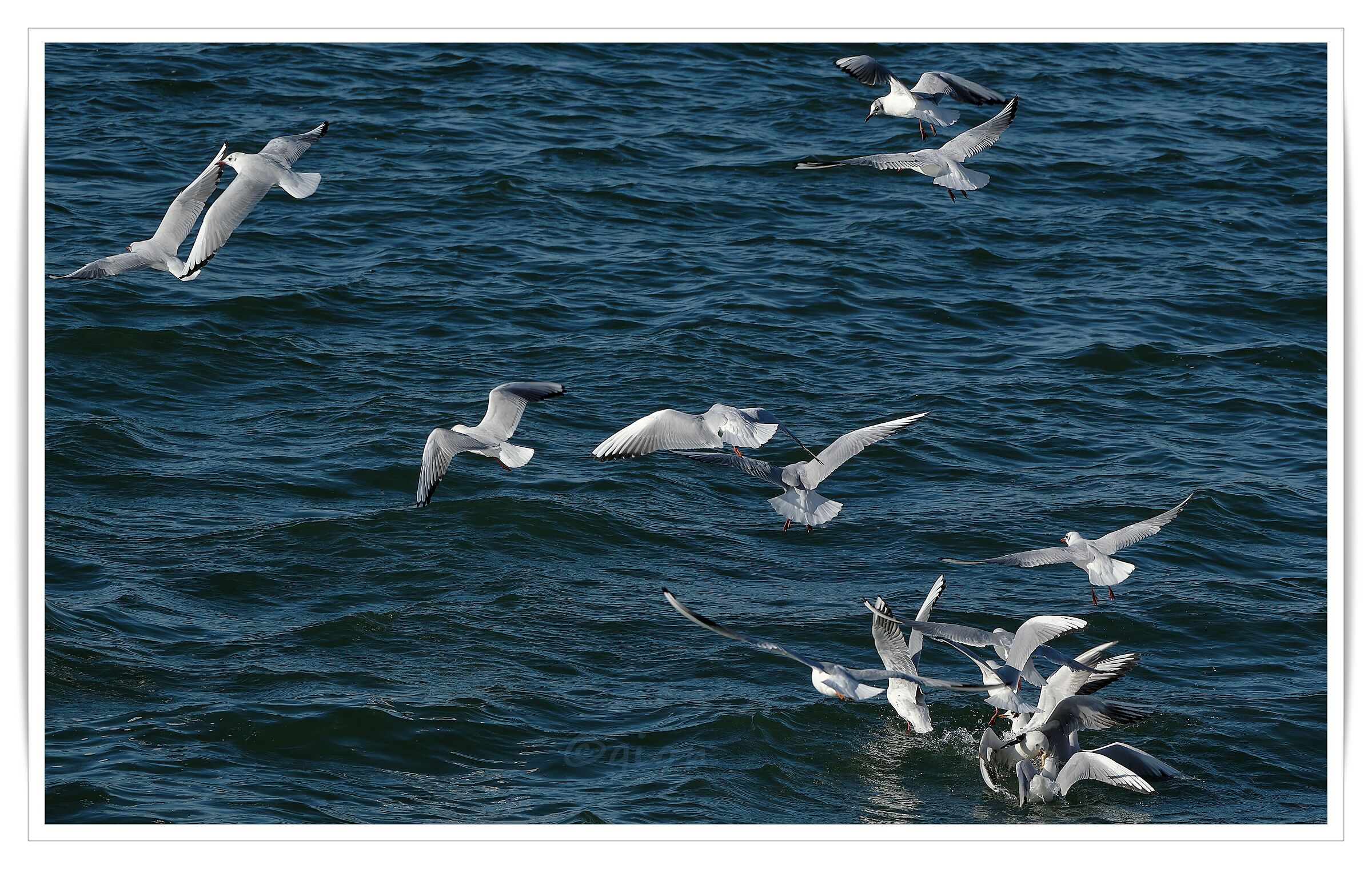 1 gennaio 2025 - Larus ridibundus